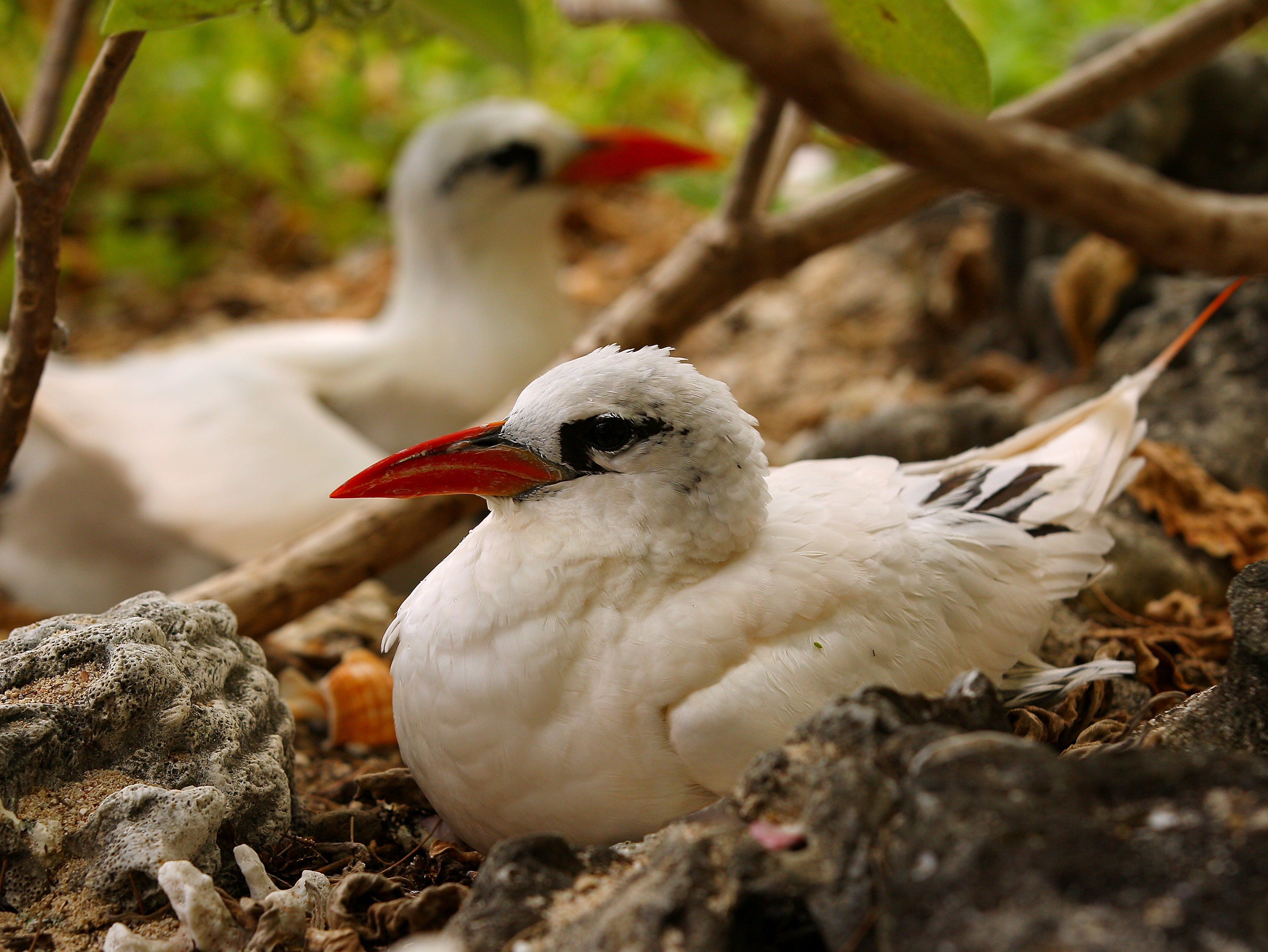 The experts hope to draw native red-tailed tropicbirds back to Mauritius