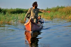 In Iraq's iconic marshlands, a quest for endangered otters