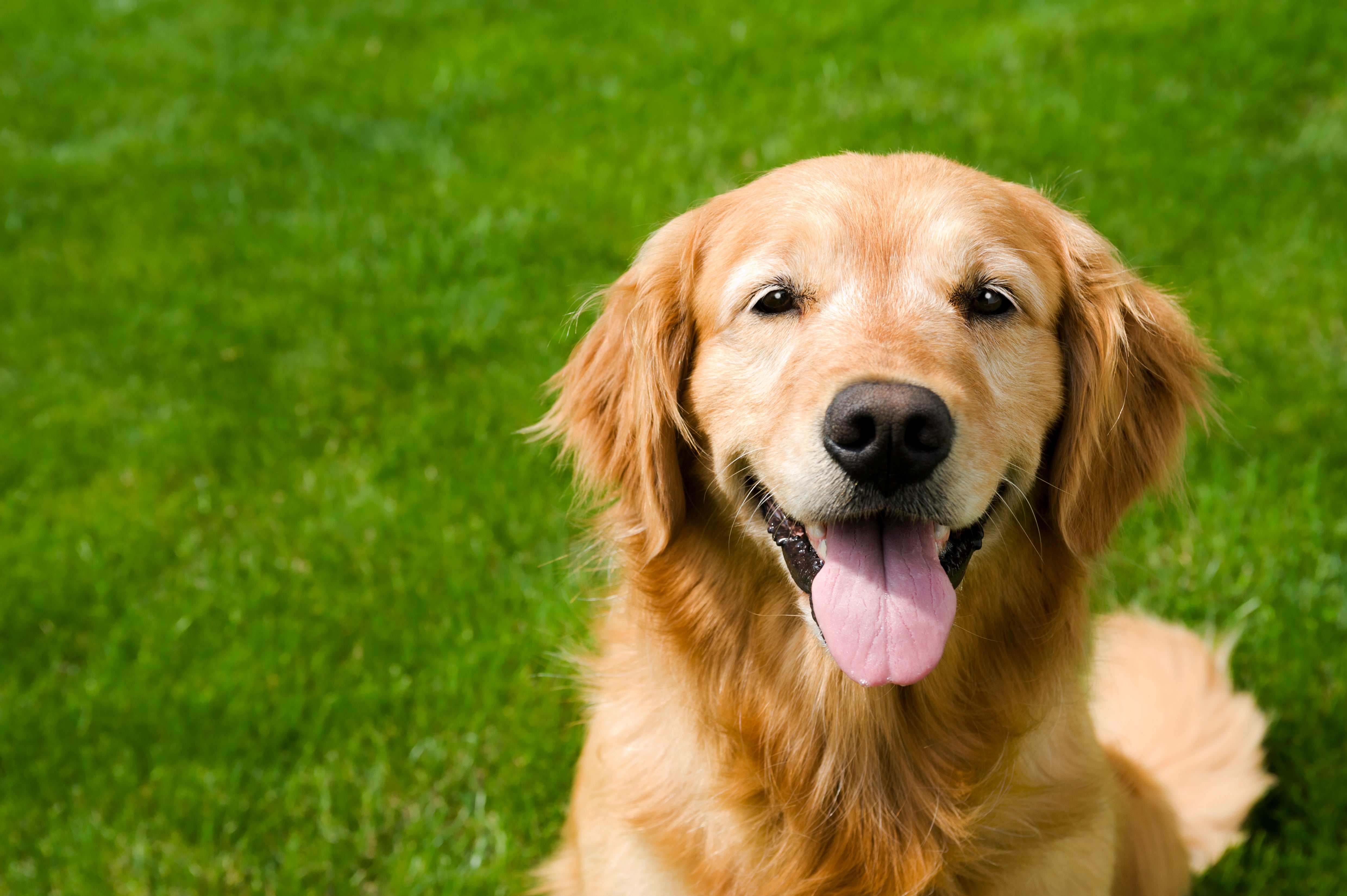 Golden Retriever rescuers in Palm Beach saved 20 dogs destined for the meat market in China