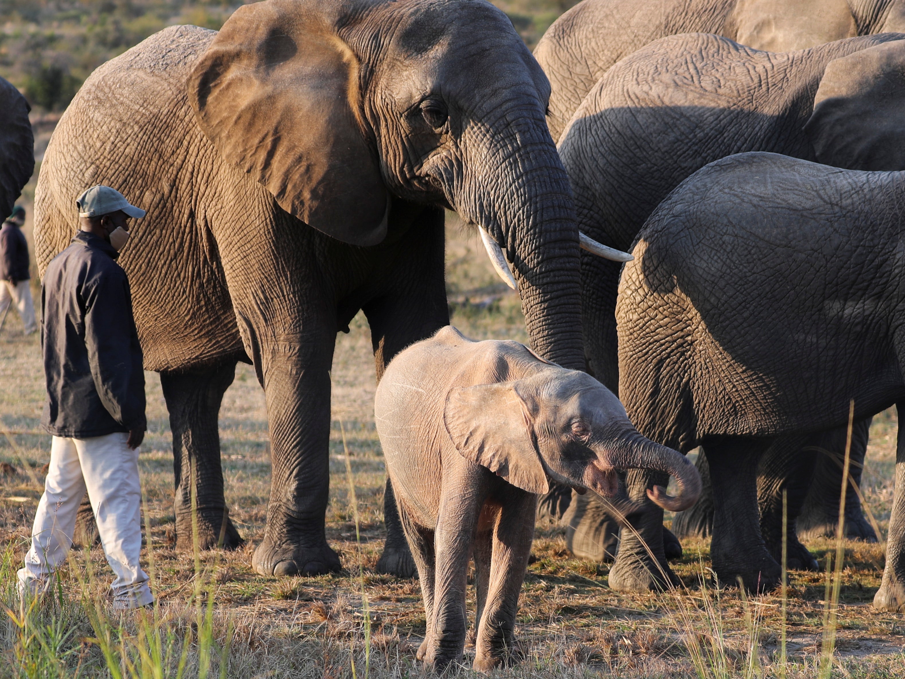 The albino calf can shelter from the sun beside larger herd members