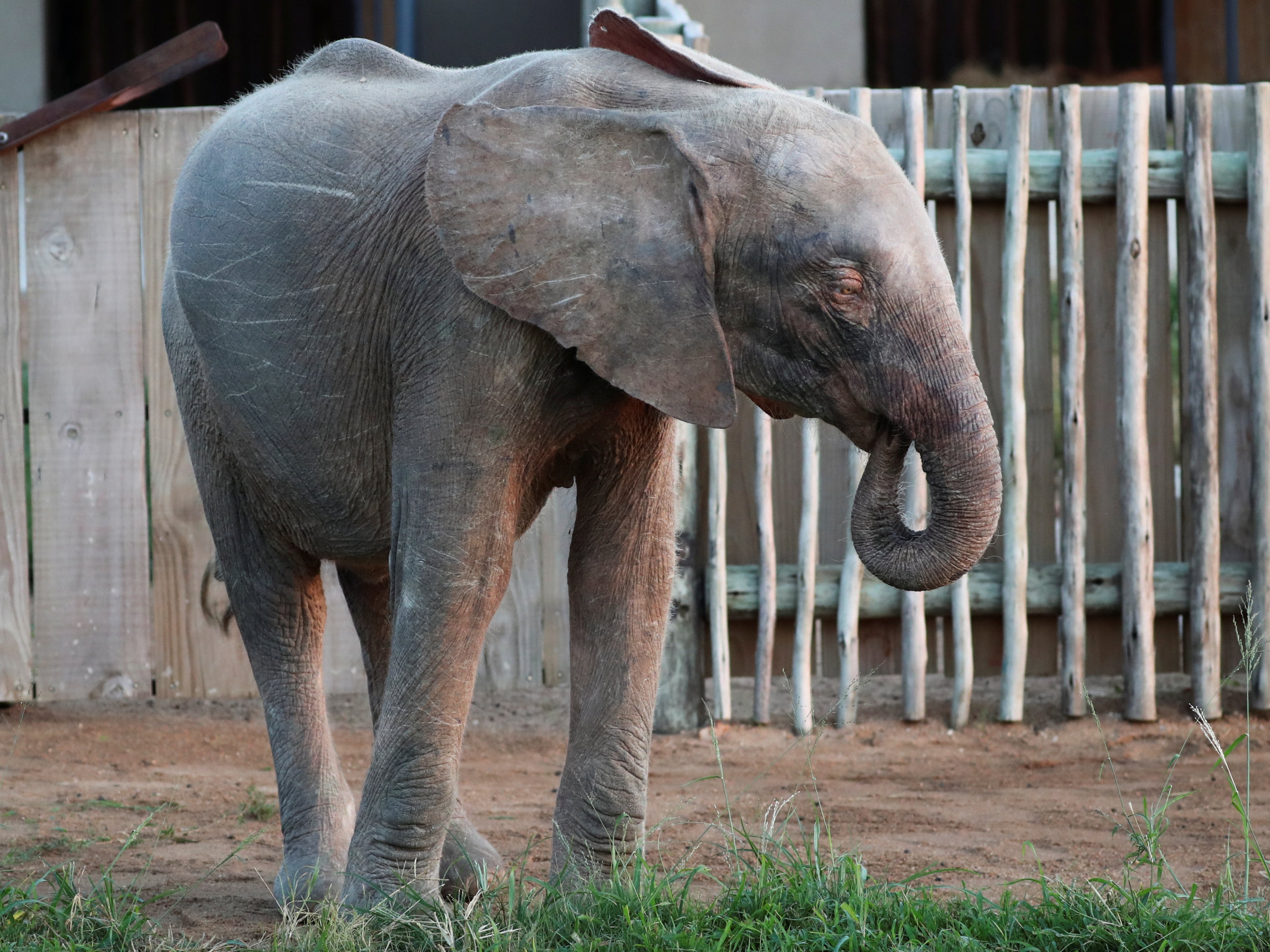 Khanyisa is paler than most elephants