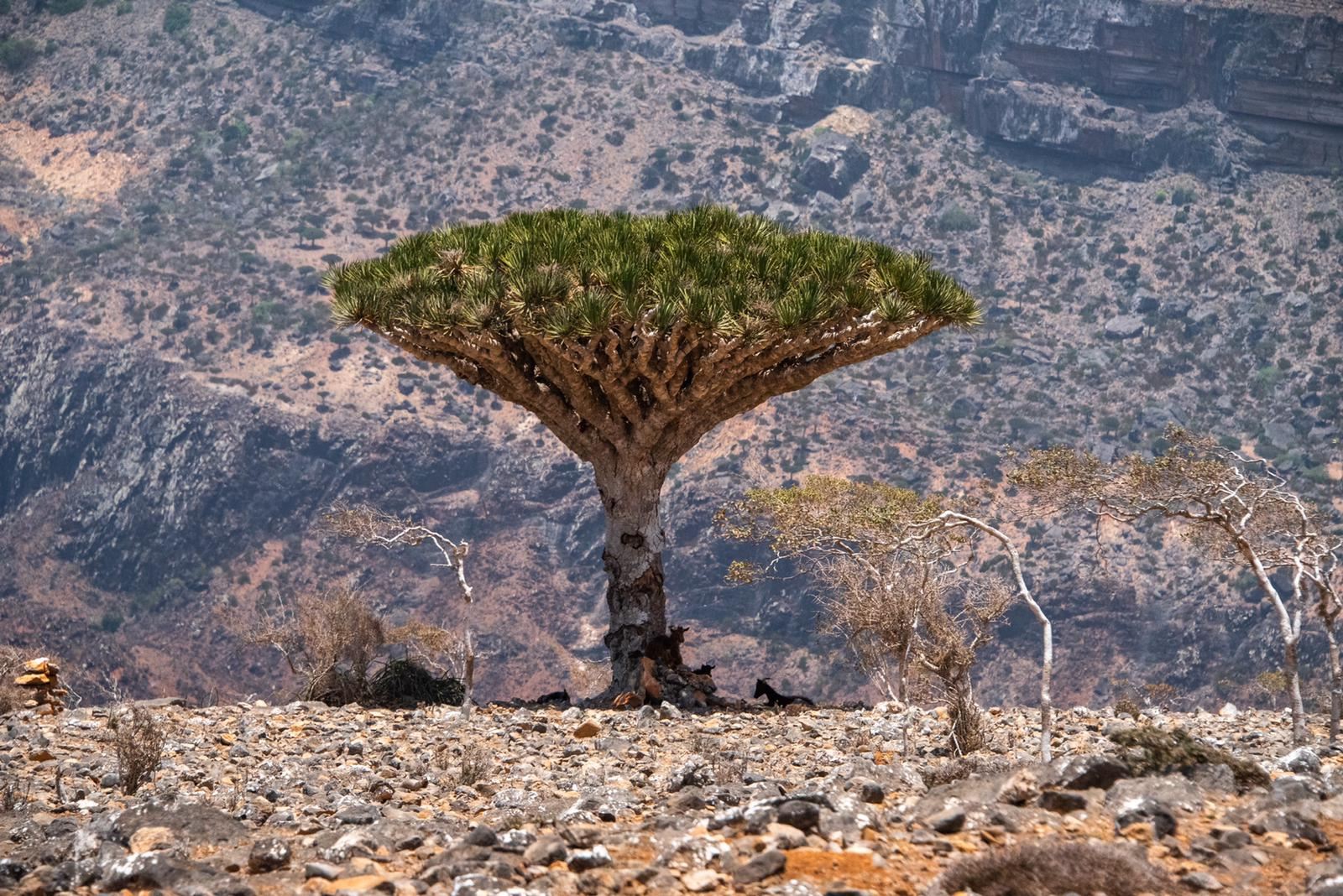 A Dragon’s Blood Tree on the Diksam Plateau