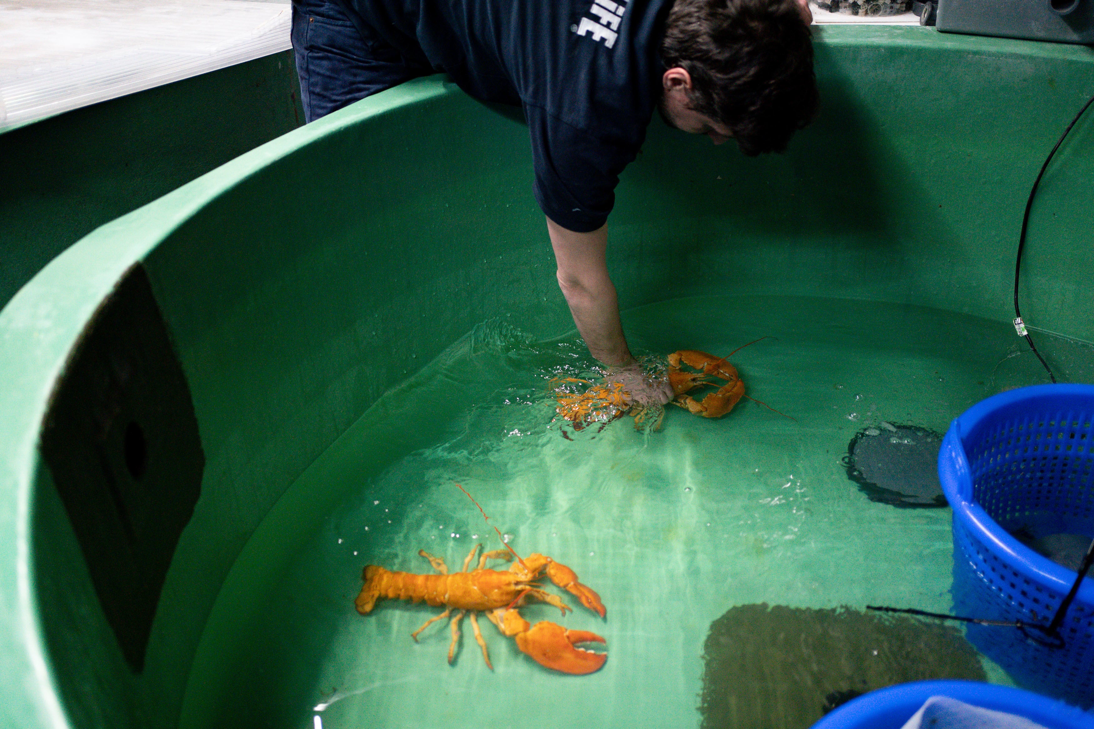 Caterer Joseph Lee spotted the pair at the fish counter in a branch of Makro Wholesale before convincing the fishmonger to donate them to the aquarium