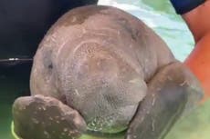 Florida’s manatees dying at record rates, amid algae and water pollution
