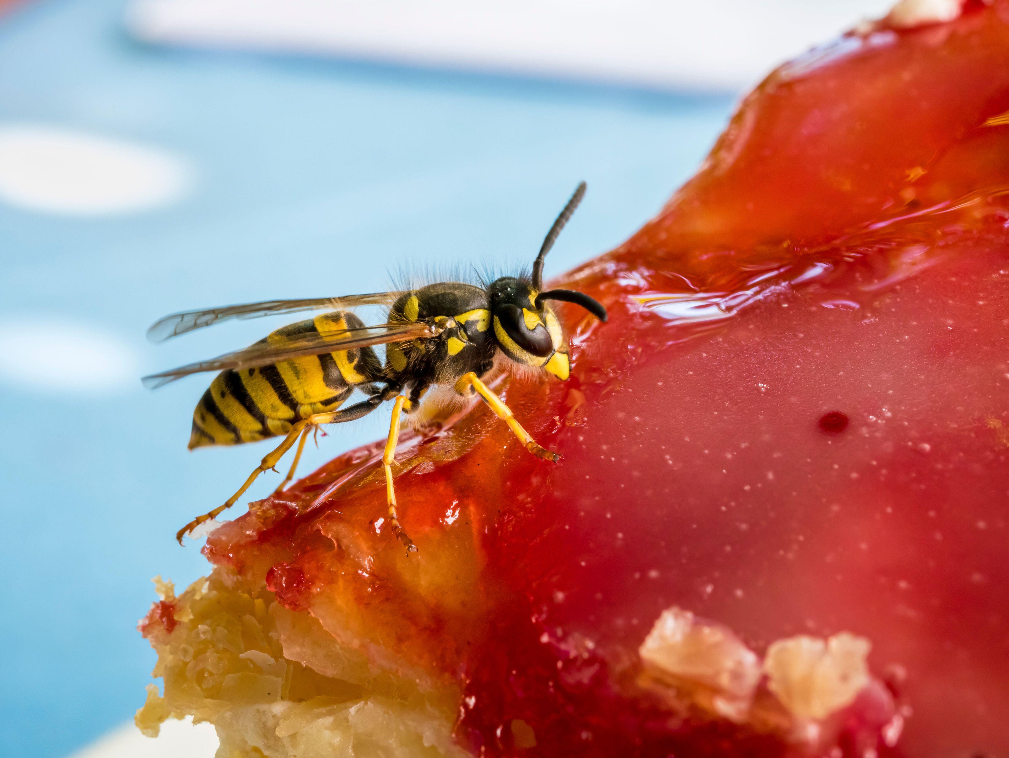 A wasp on a piece of cake