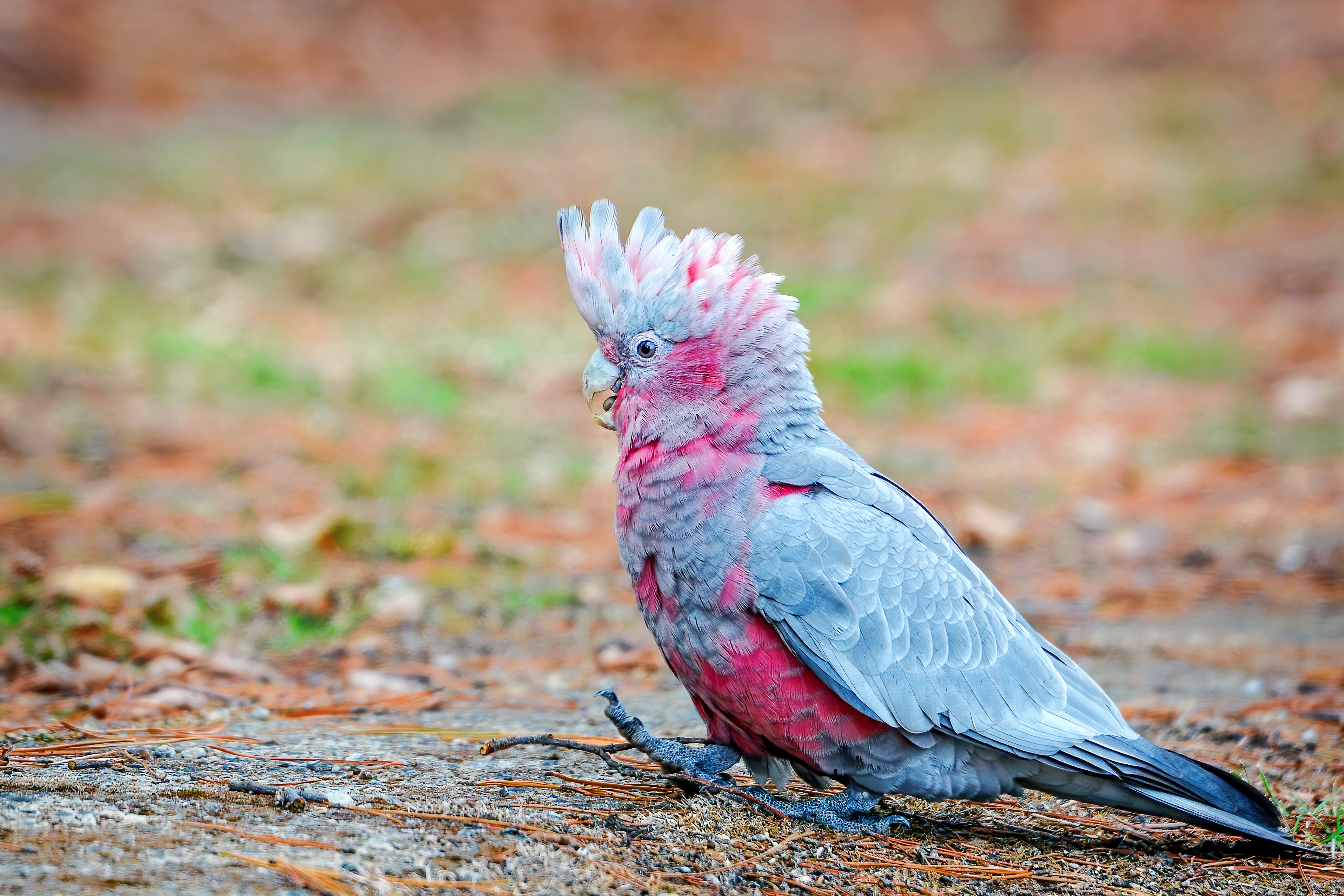 A young galah foraging on the ground [file photo]