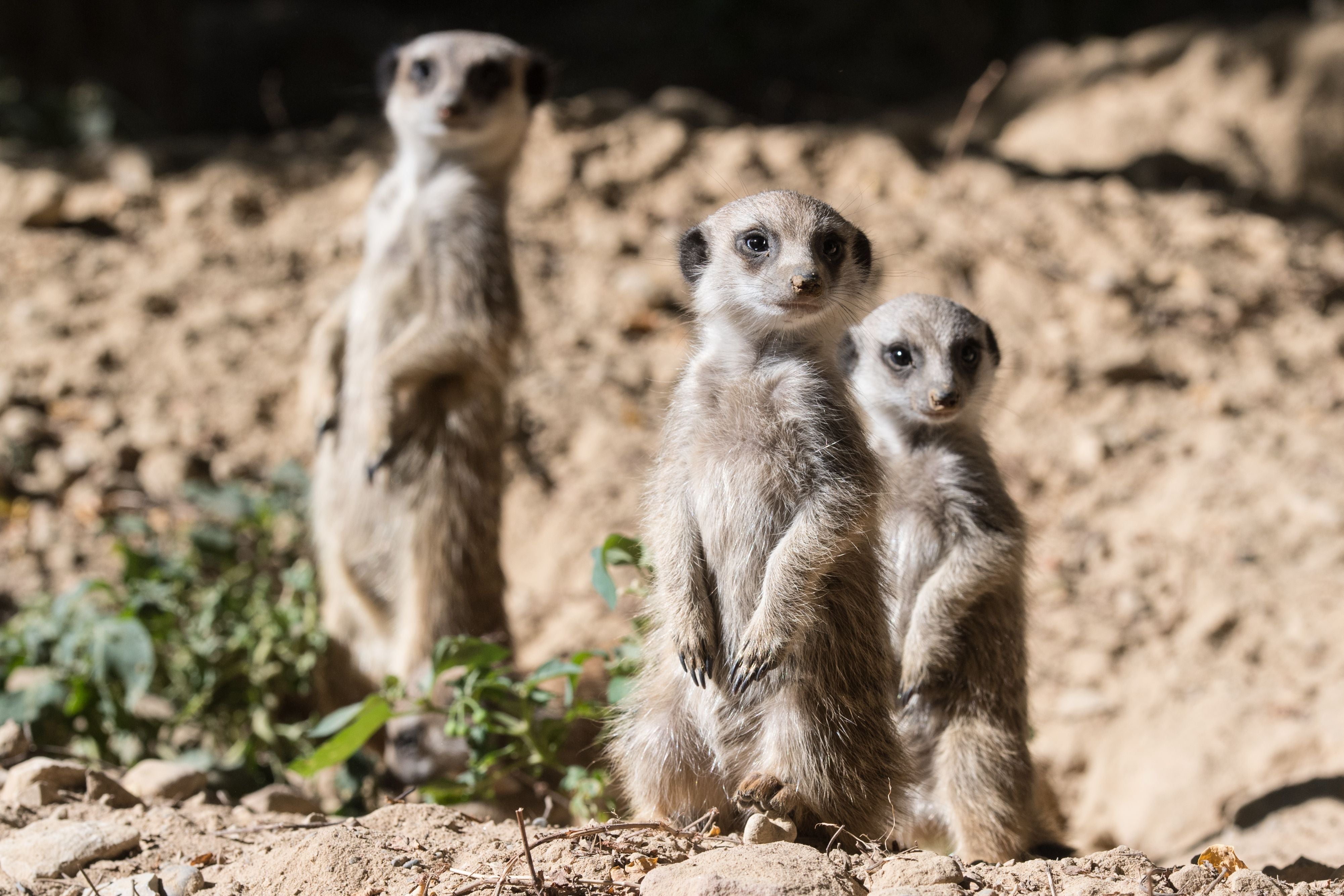 Evolution of the mammalian brain leads to constant worry and vigilance, as in the case of lovable meerkat species – in humans we call it Hyperactive Agency Detection