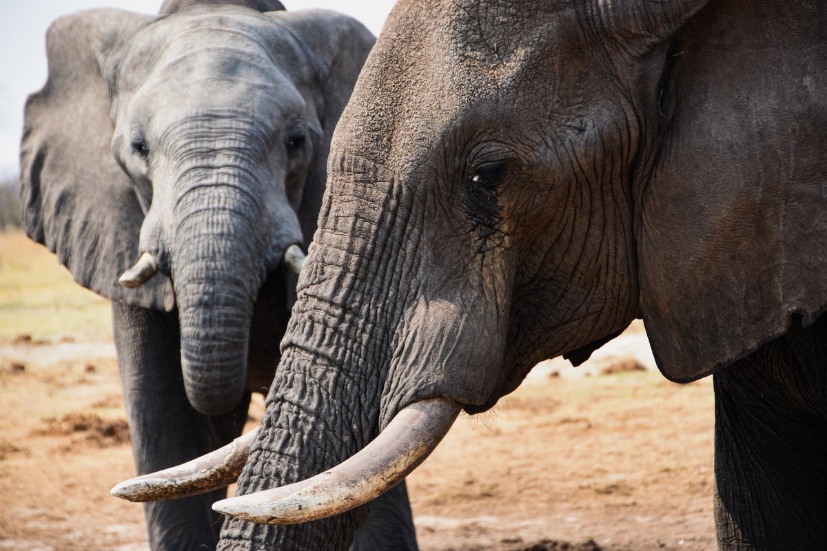 British tourist among two women killed by elephant while on safari in Zambian national park