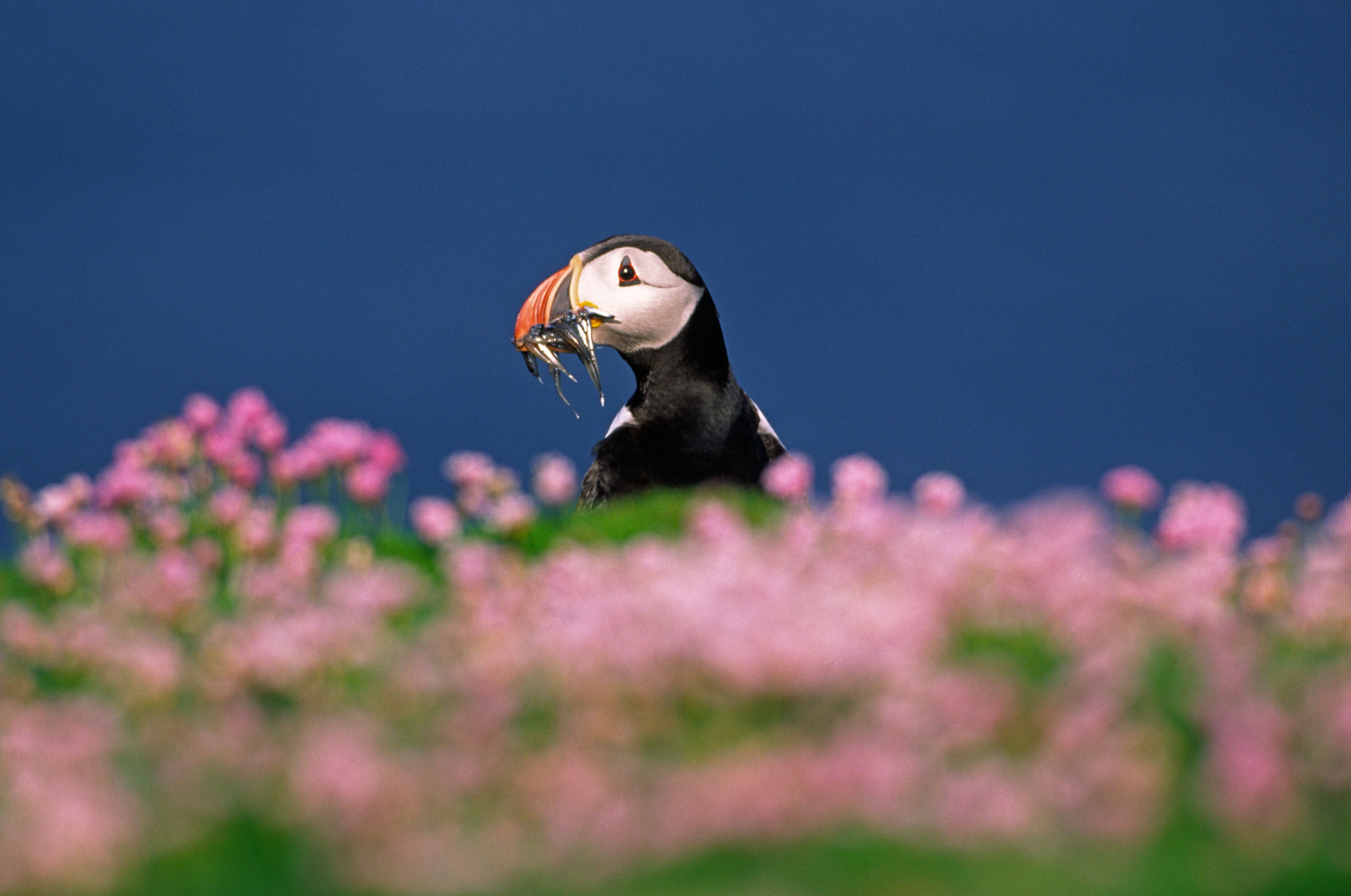 Puffins are also under threat due to fishing