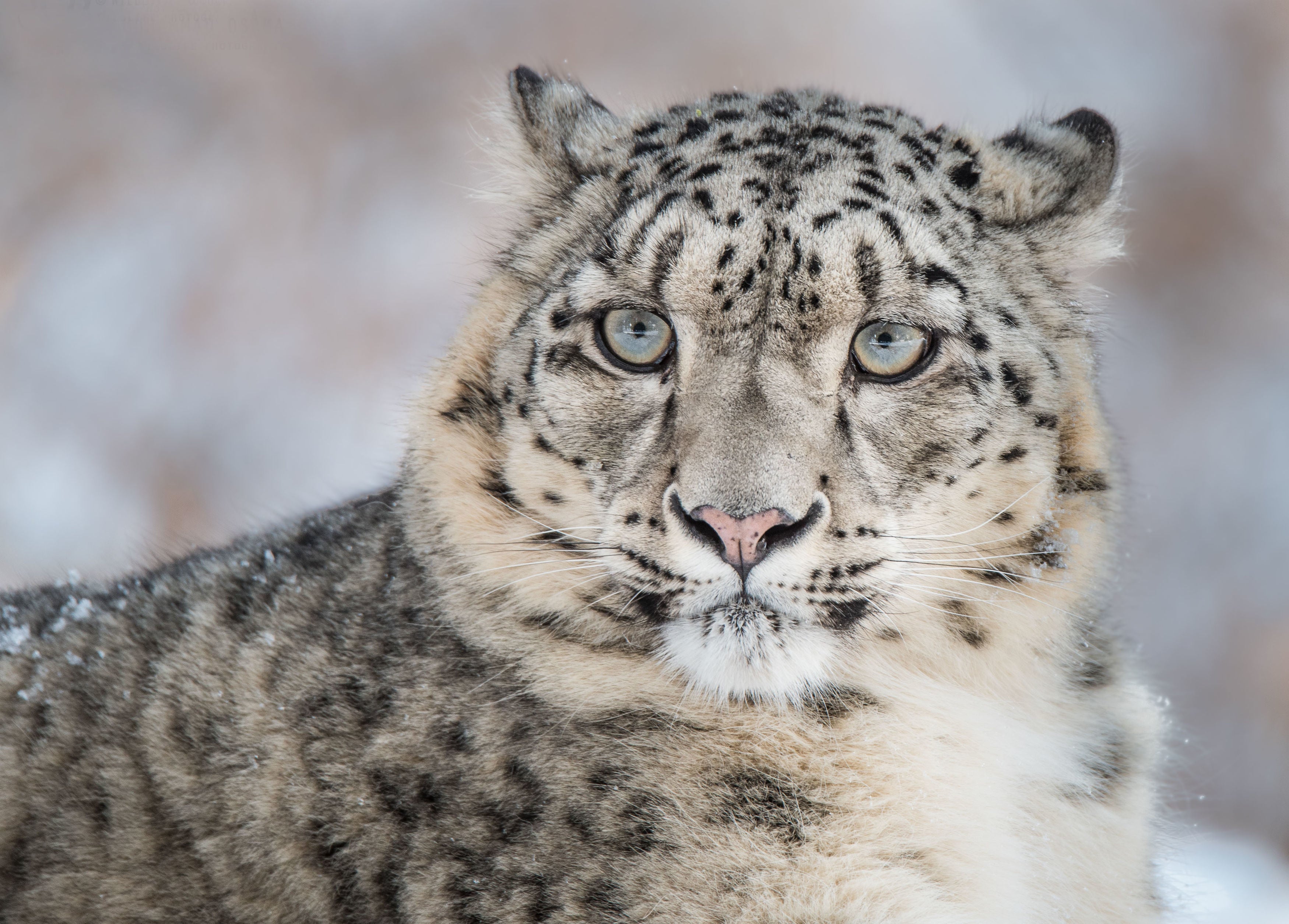 Warming temperatures will impact the snow leopards habitat