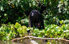 The battle to save Uganda’s chimpanzee island