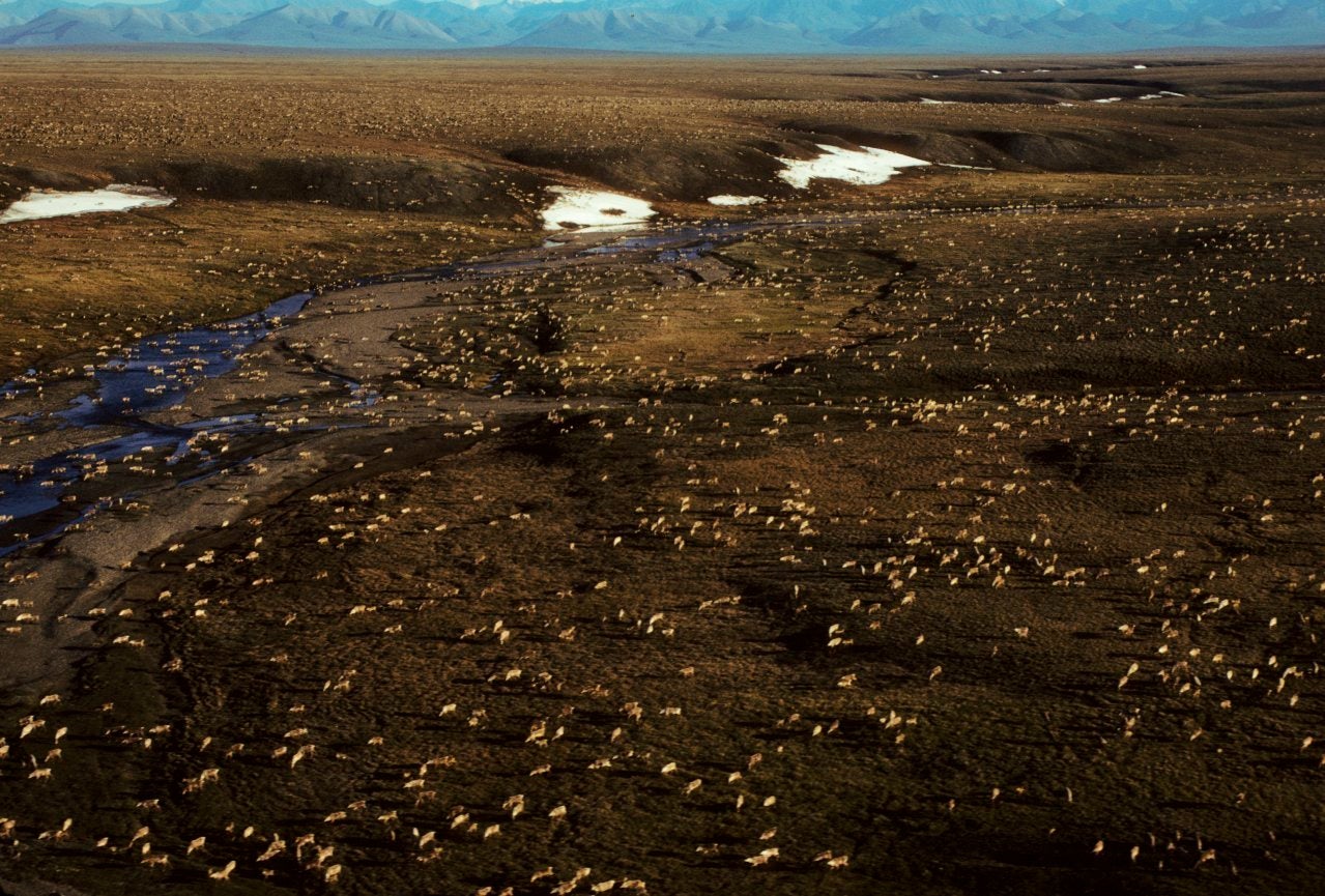 Artic Refuge Drilling