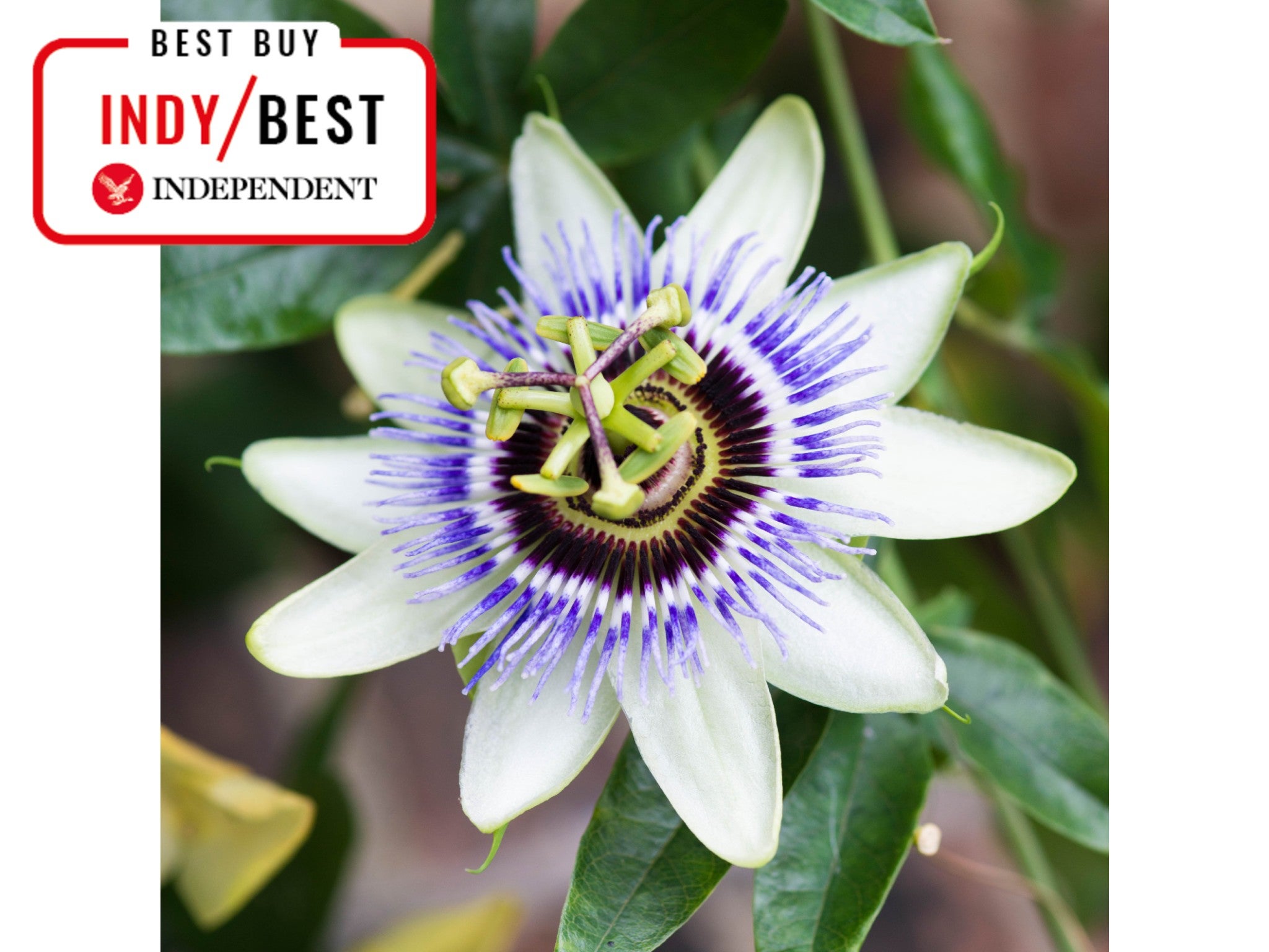 Beards & Daisies passiflora caerula indybest