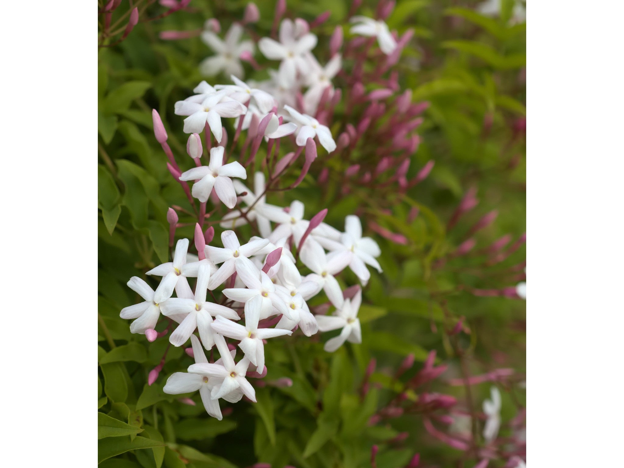 Beards & Daisies jasminum polyanthum indybest