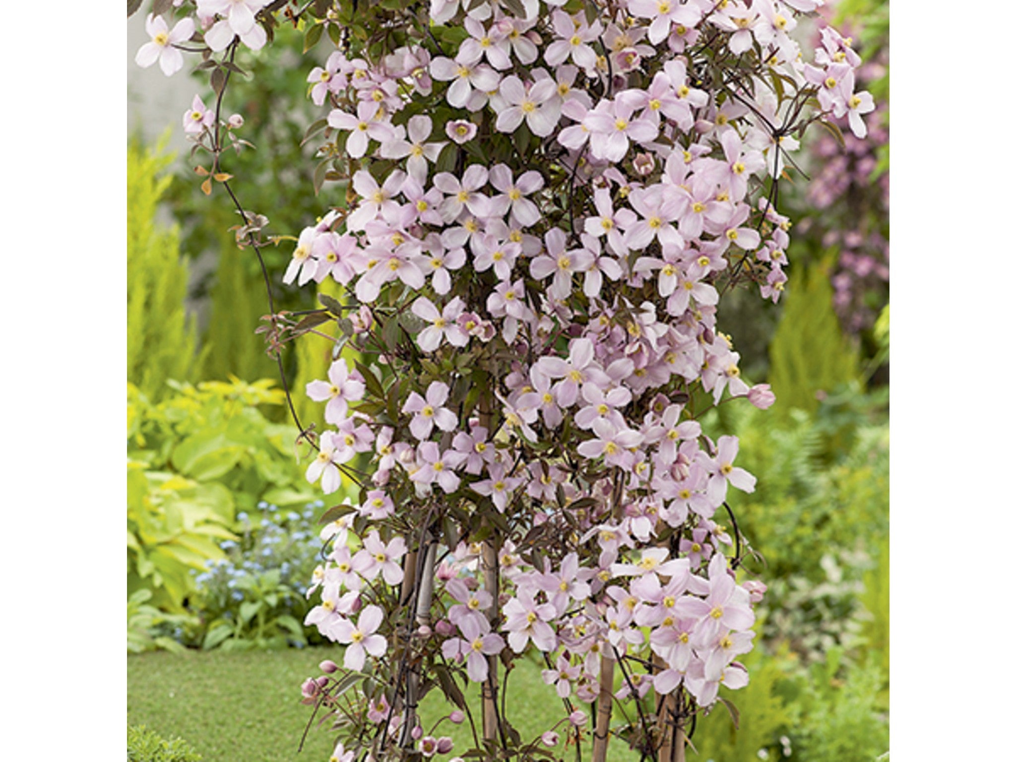 Primrose clematis montana indybest