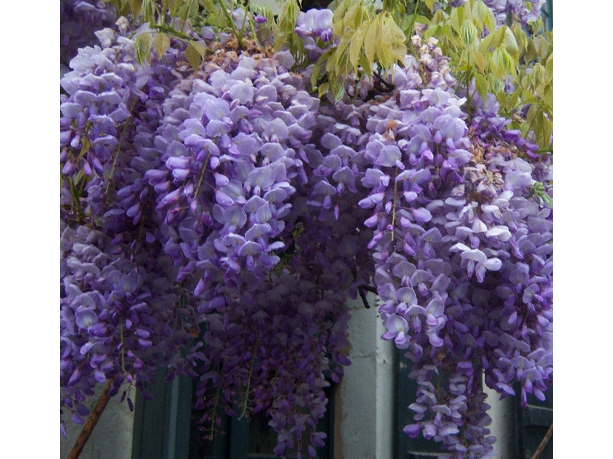 Primrose wisteria sinensis indybest