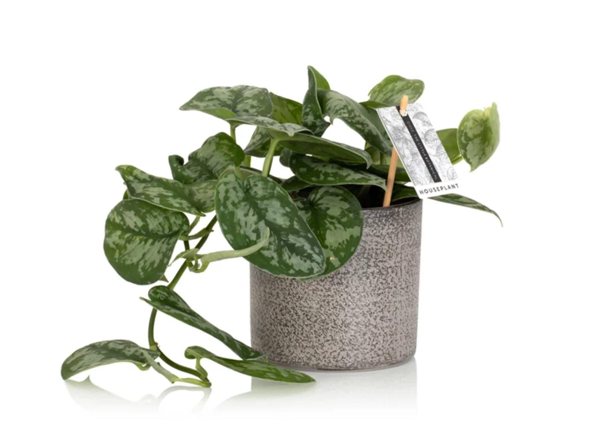 The Little Botanical satin pothos indybest