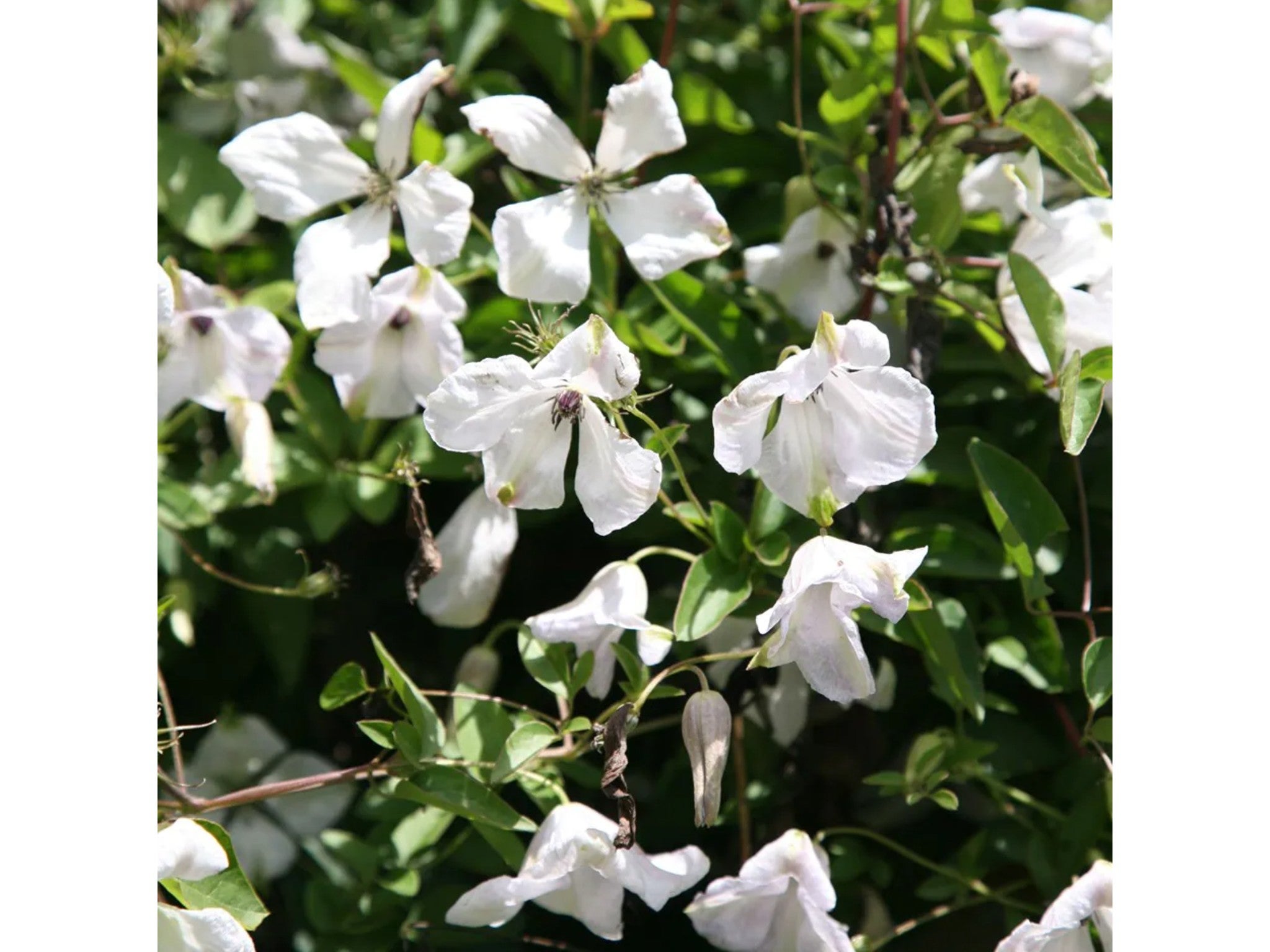 Waitrose & Partners Garden clematis alba luxurians indybest