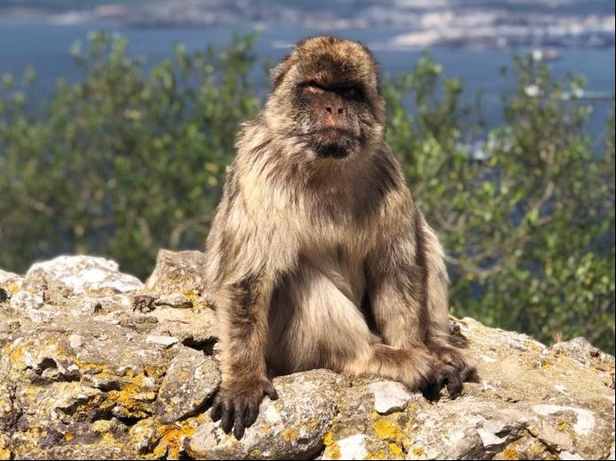 Green and pleasant: a Barbary macaque in green list Gibraltar, with amber list Spain in the background