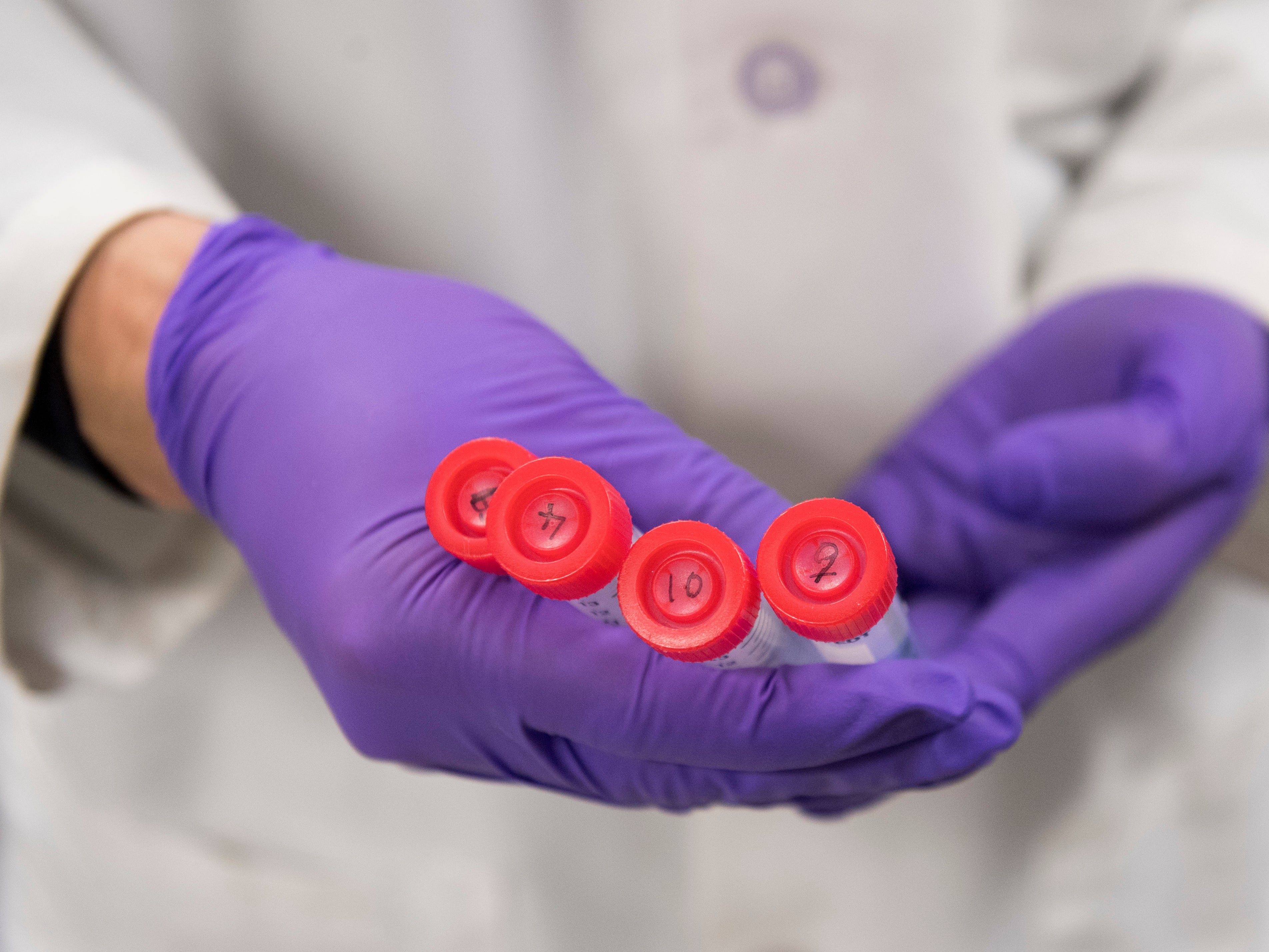 A biologist working on immunotherapy holds test tubes as he works in the lab