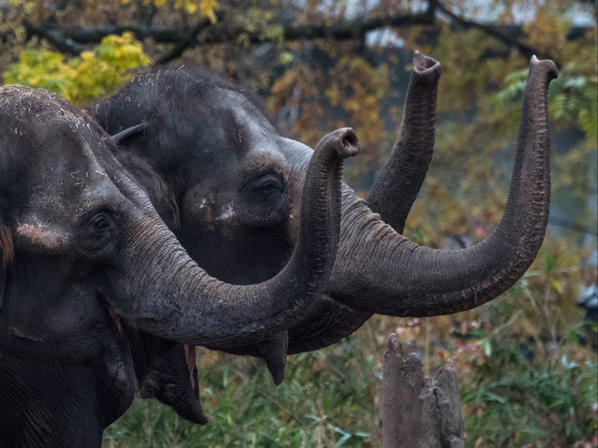 Three Asian elephants wave their trunks as they wait to be fed at Berlin Zoologischer garten zoo