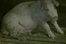 Supermarkets suspend farm where workers kicked pigs and dying animals left to rot among living