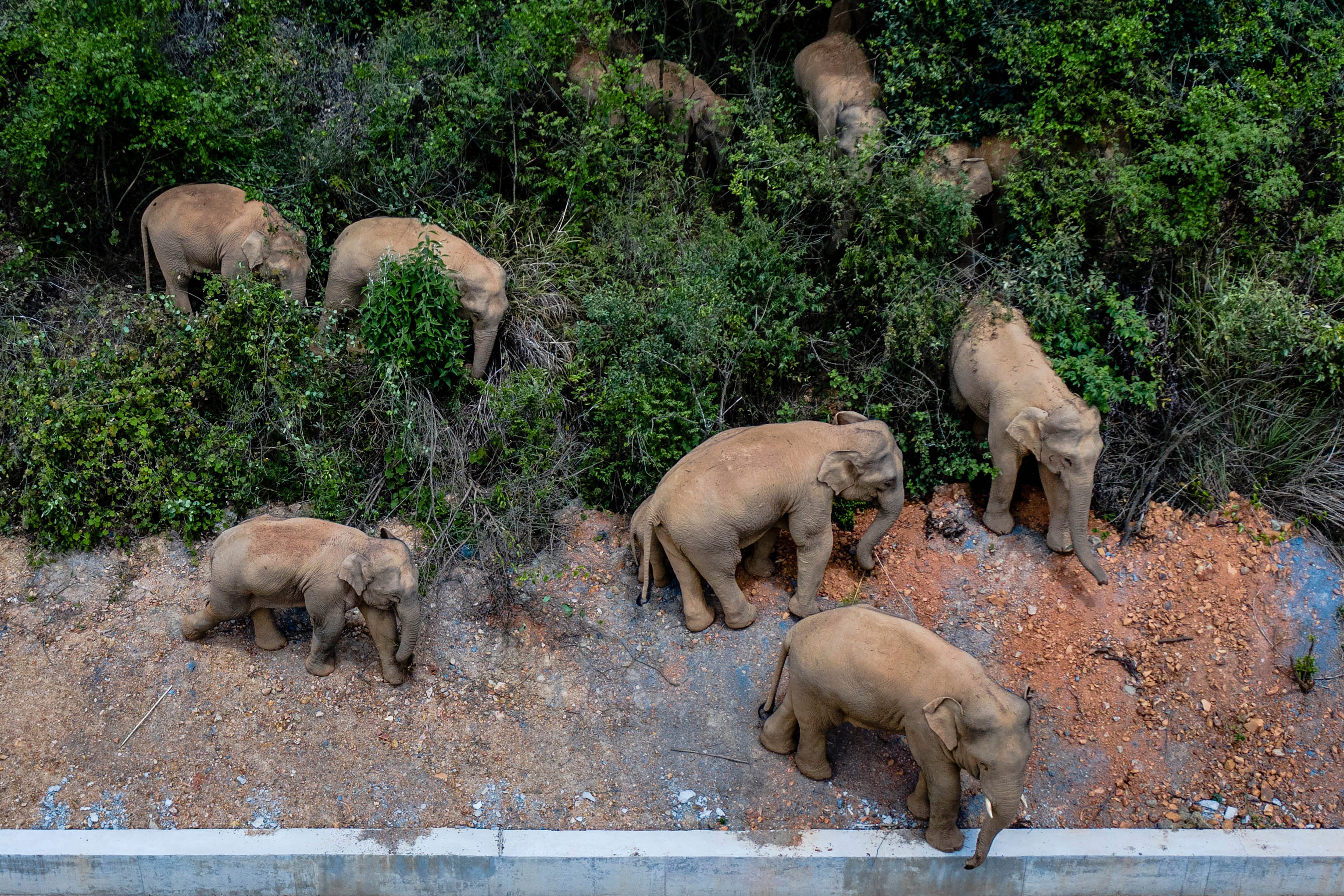 China Wandering Elephants