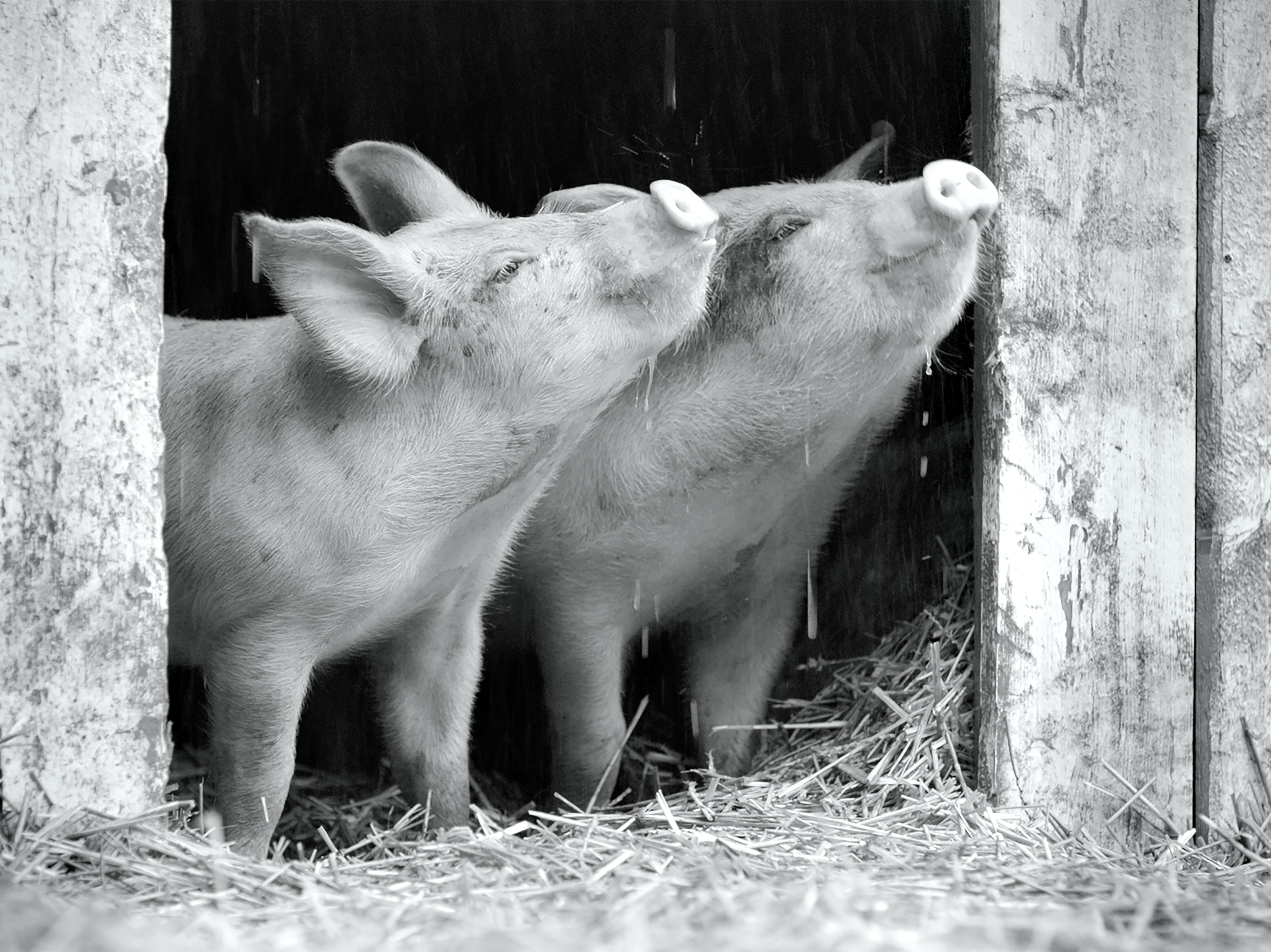 As the piglets grow, so their personalities and internal hierarchy mature