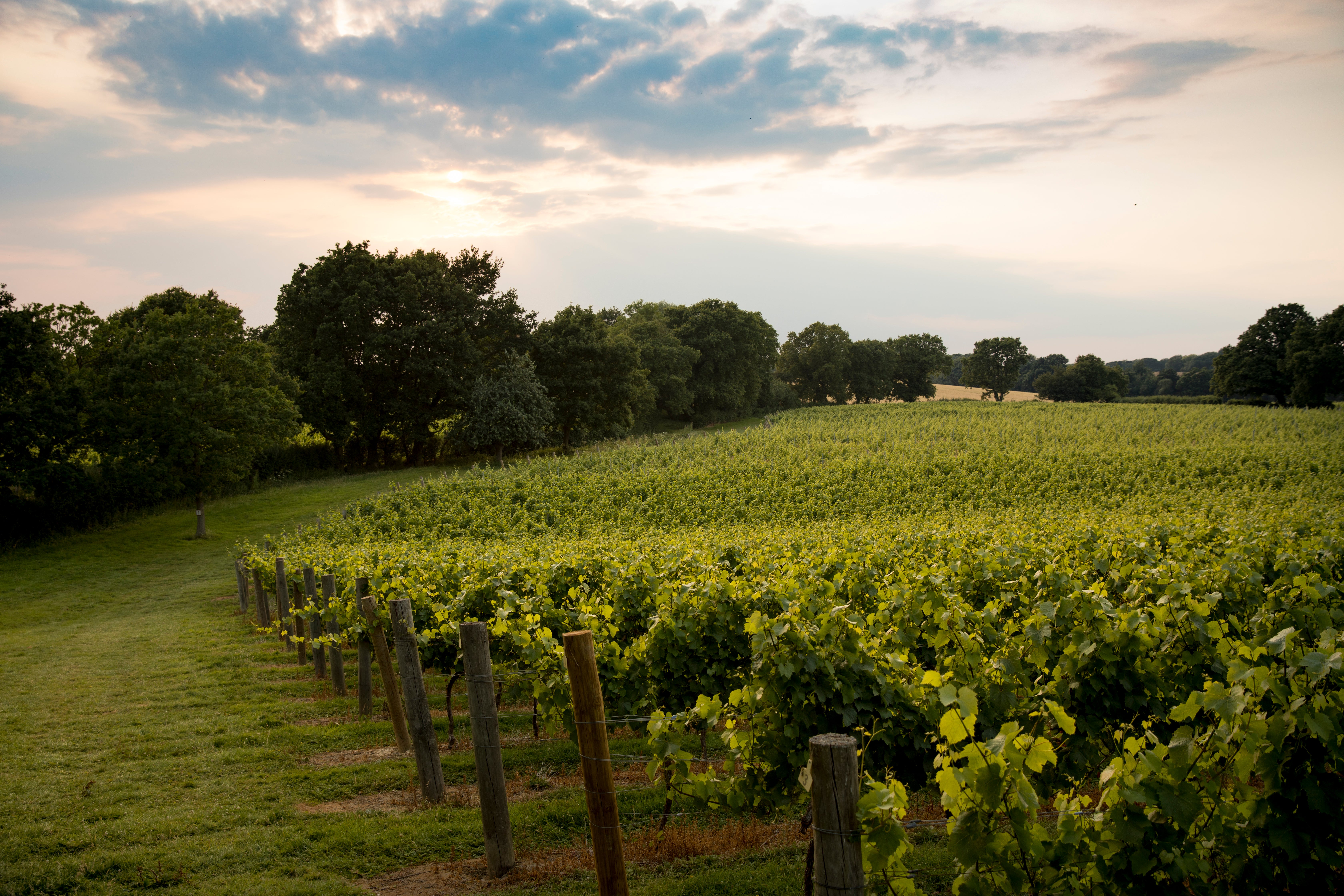 Chapel Down shares similar chalky soils with Champagne in France