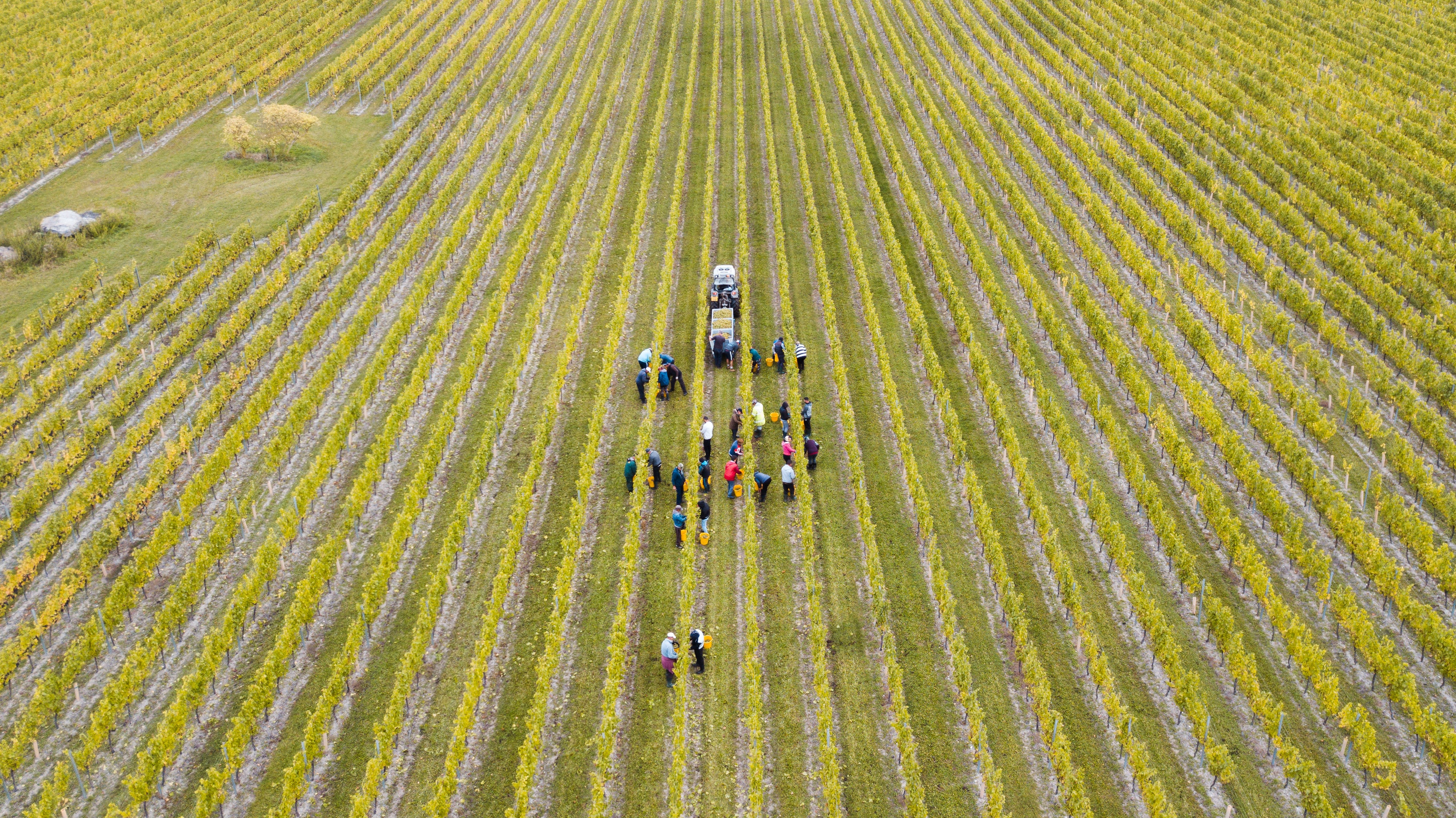 Grape pickers at Chapel Down, bringing in the harvest that will go towards its award-winning wines