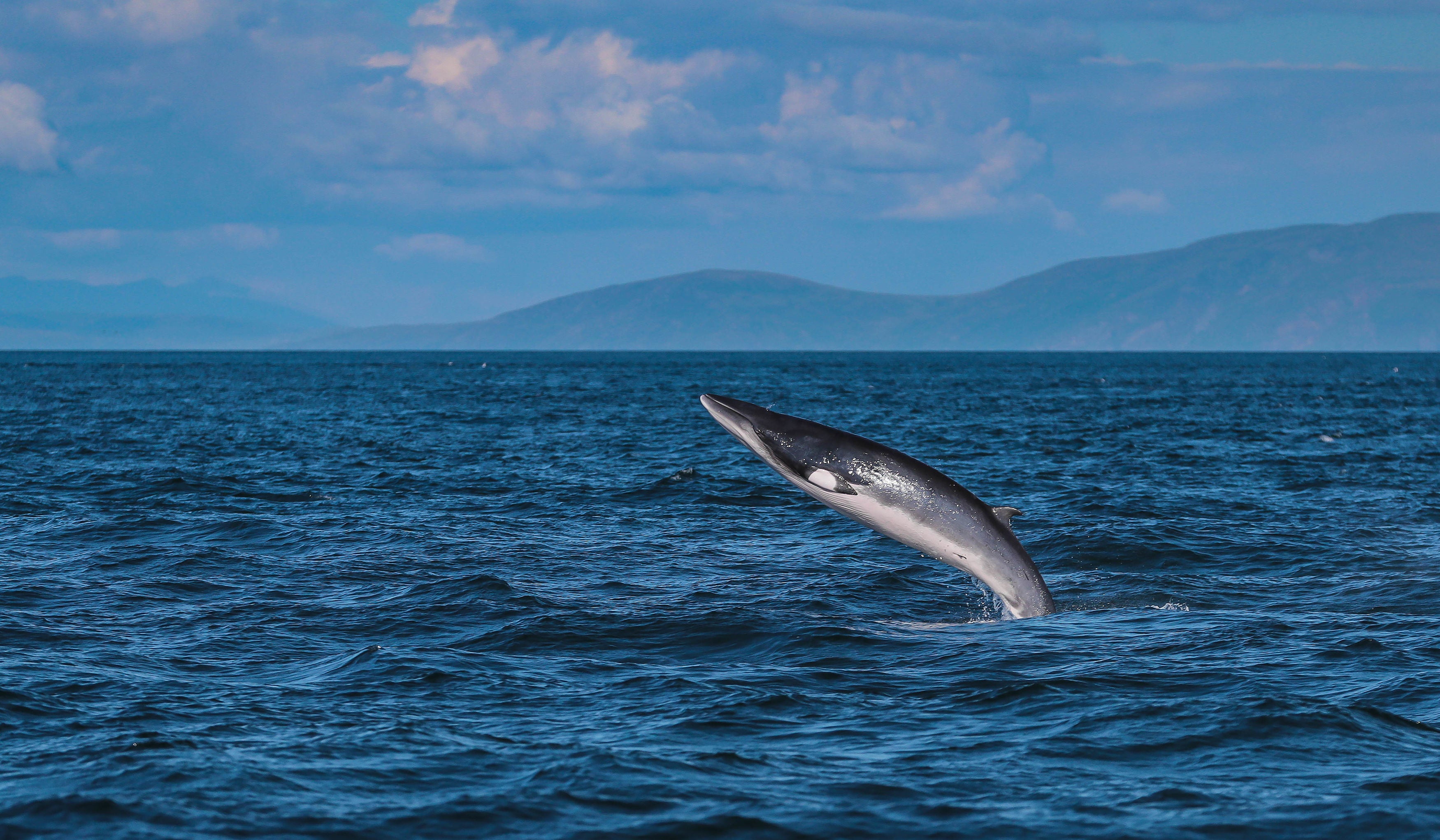 The marine mammal was spotted on the beach near a wind farm on Tuesday (stock image)