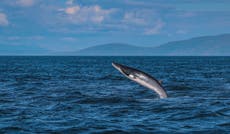 Race to remove whale from Redcar beach before it explodes