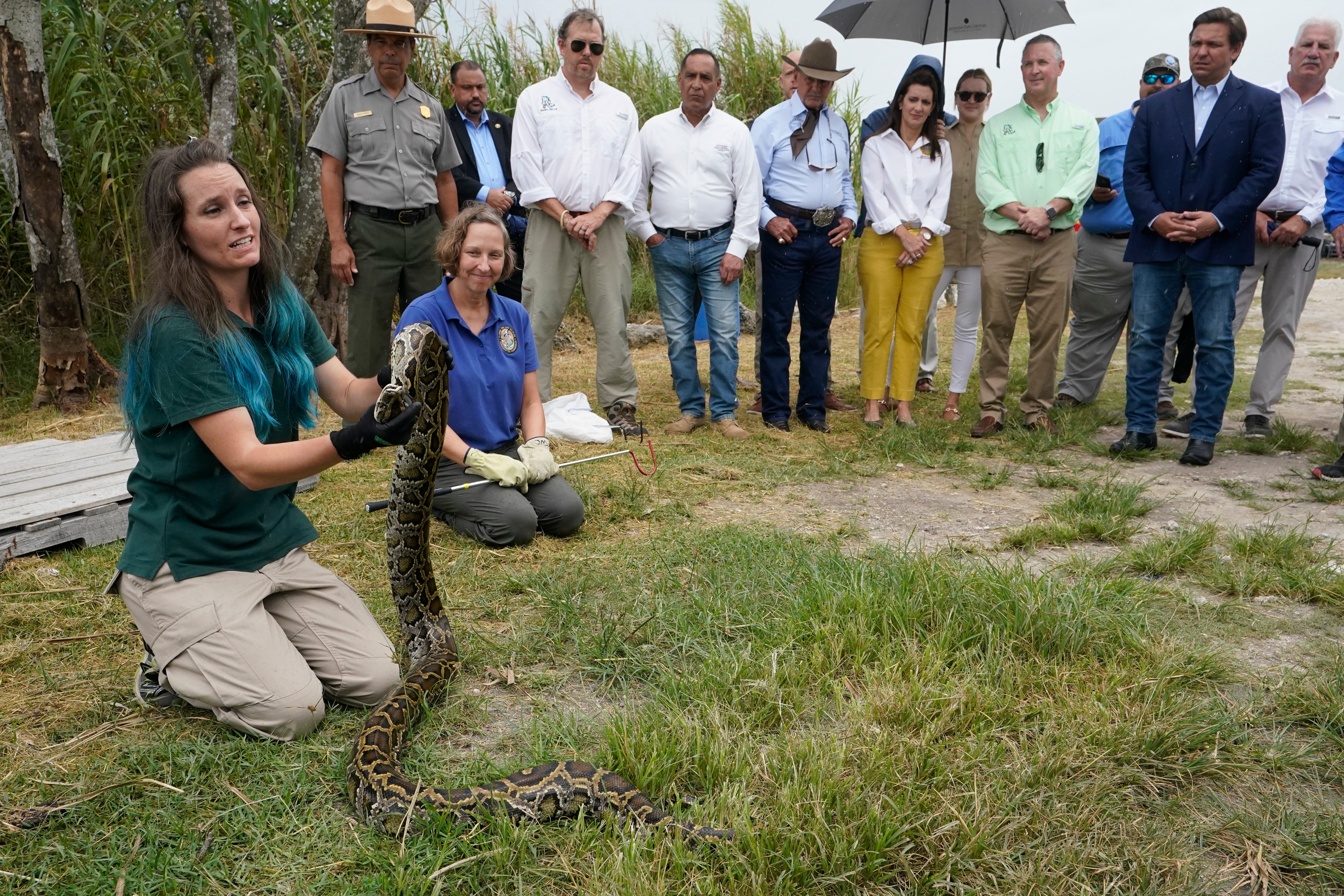 Burmese Python Hunt