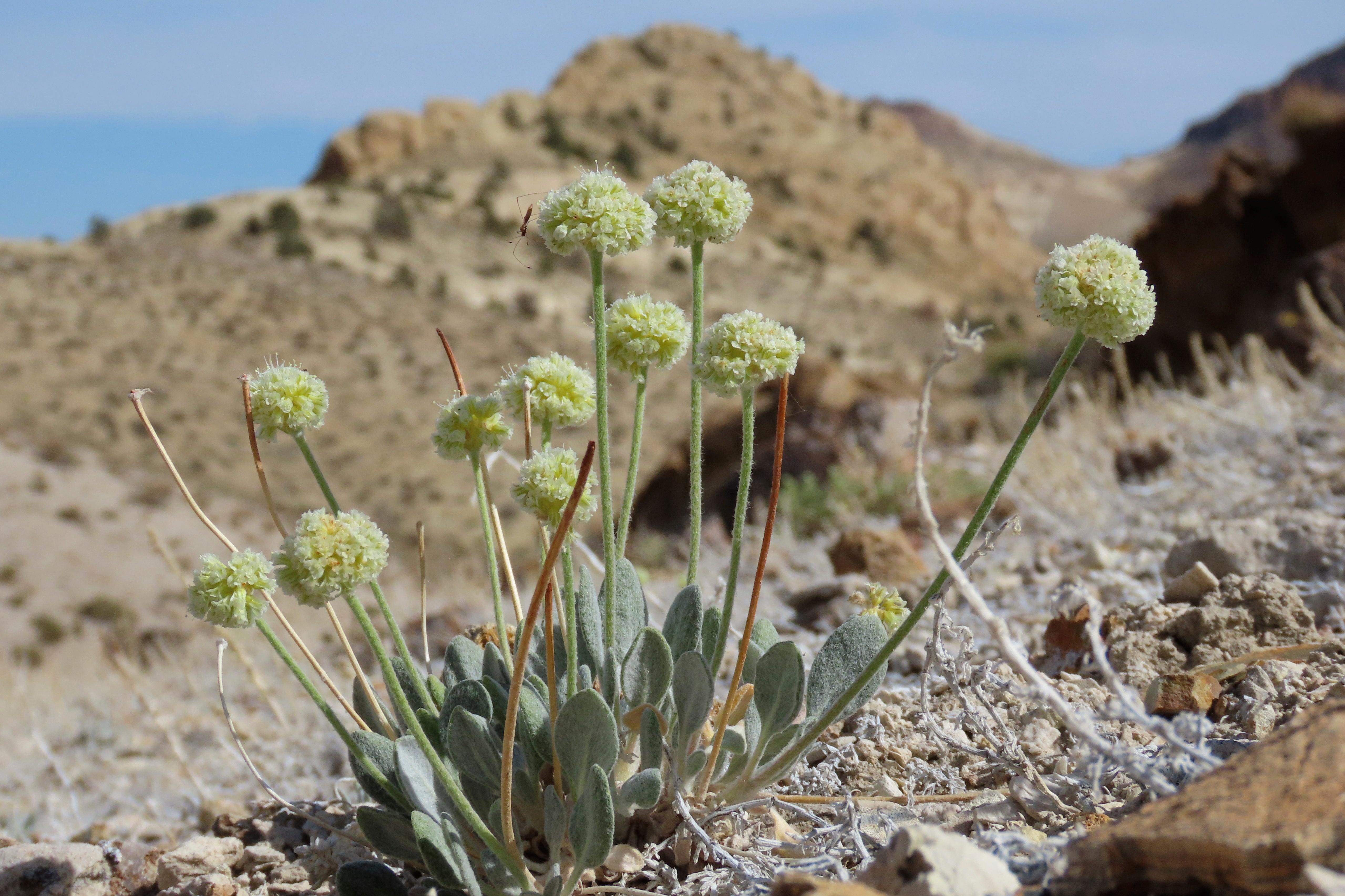 Rare Wildflower Lithium Mine