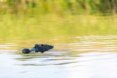 ‘I was inside its mouth’: Diver reveals what it is live to survive an alligator attack