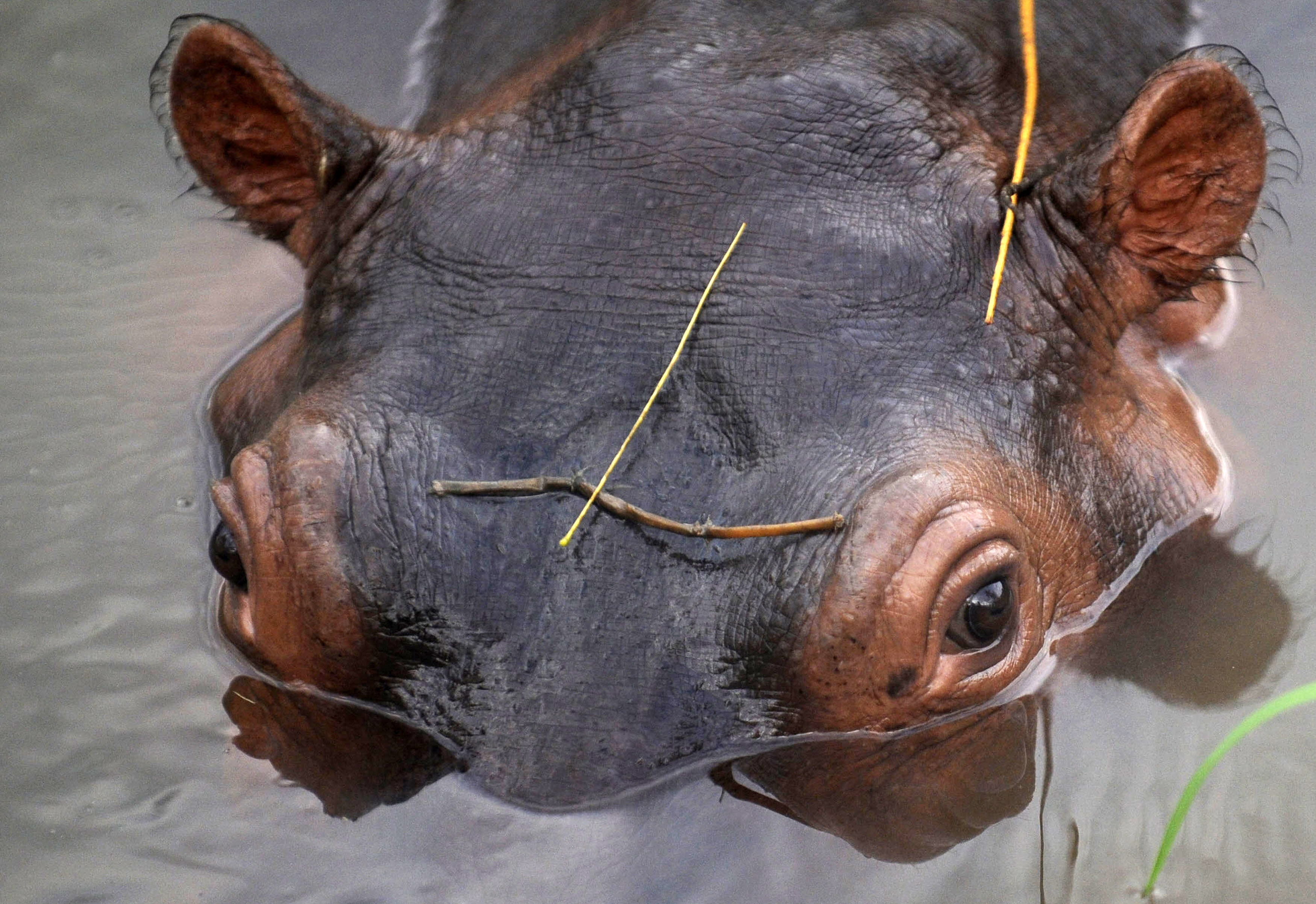 A hippo is seen inside the former home of Pablo Escobar