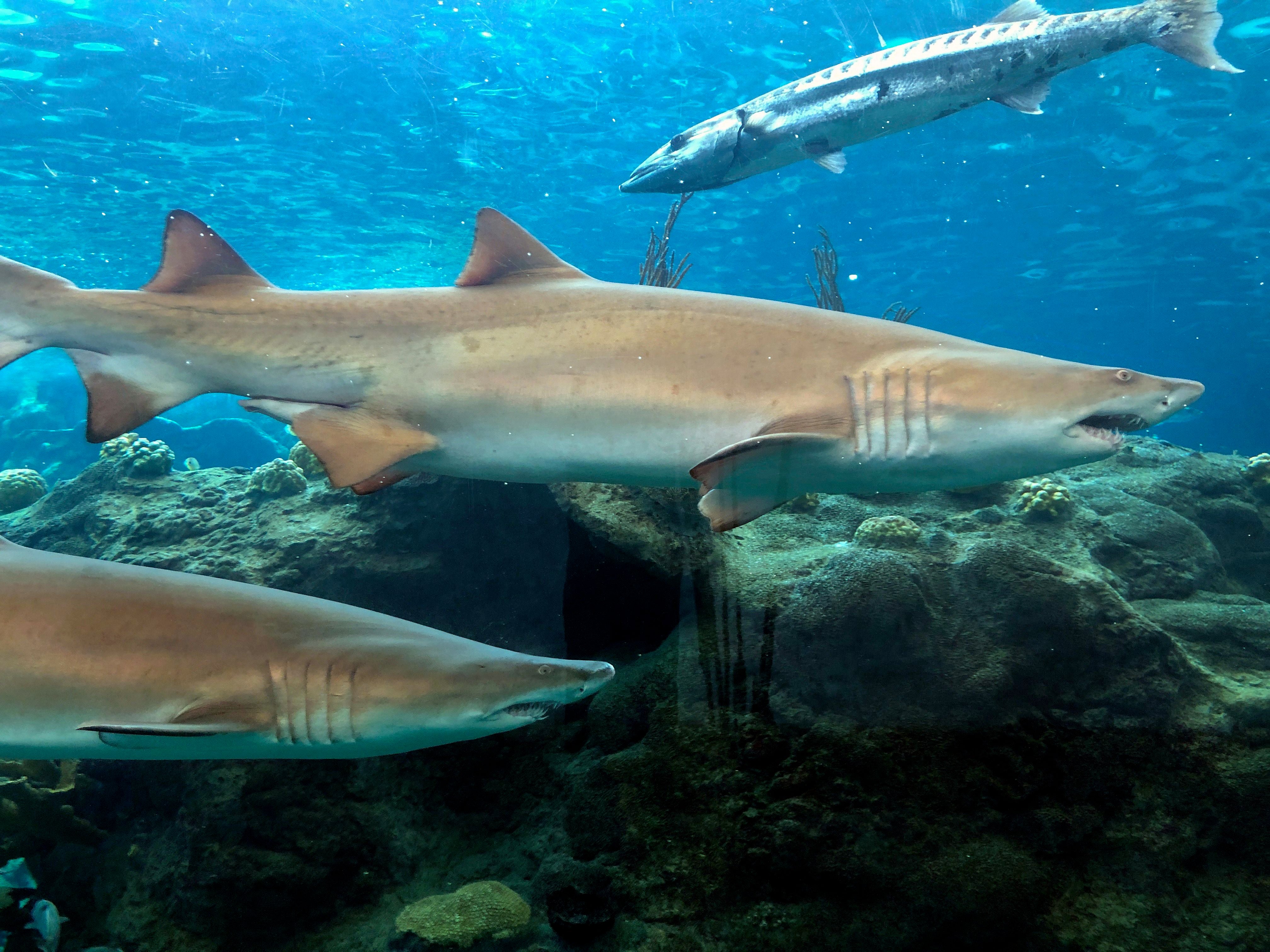 Sand Tiger sharks and a barracuda swim in a tank at the Florida Aquarium at Apollo Beach, Florida