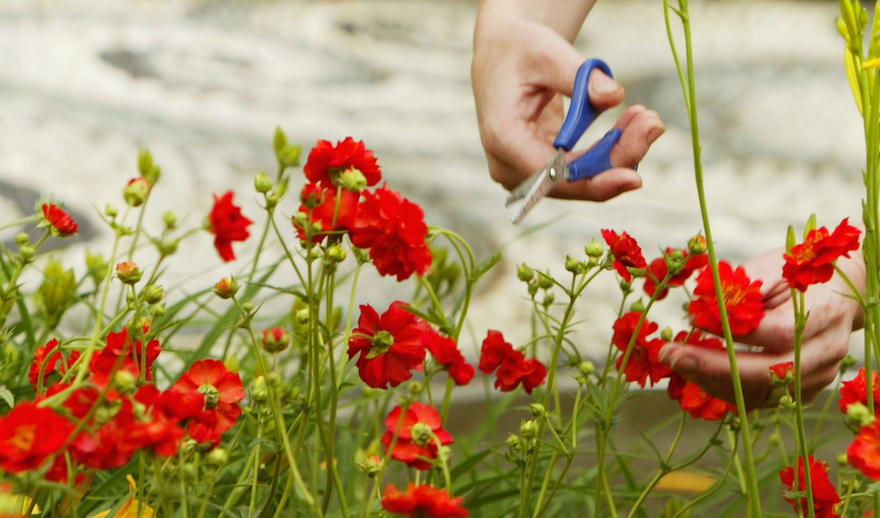 ‘Gardening is a very calming activity, as well as a rewarding one’