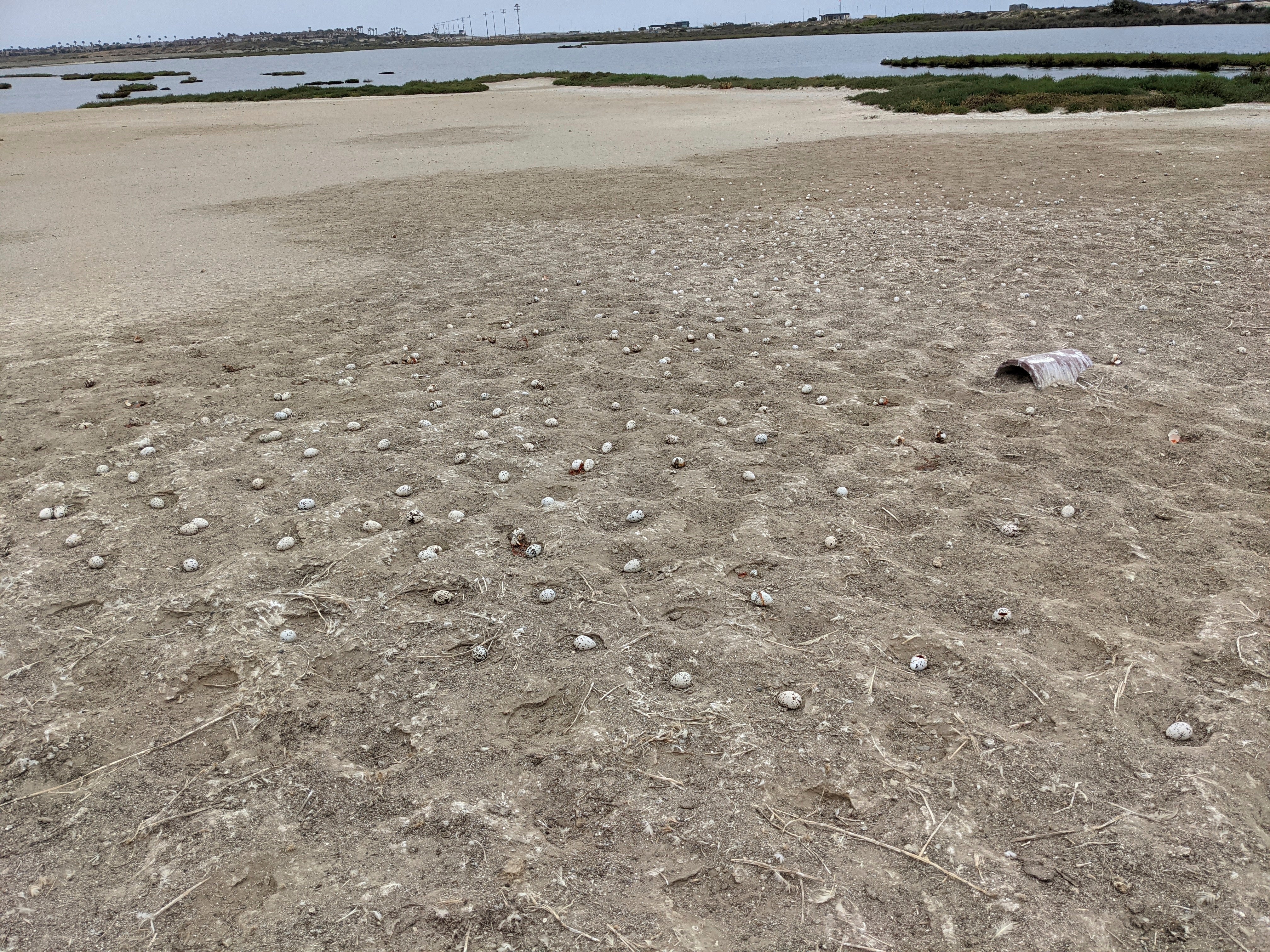 California-Tern Eggs Abandoned