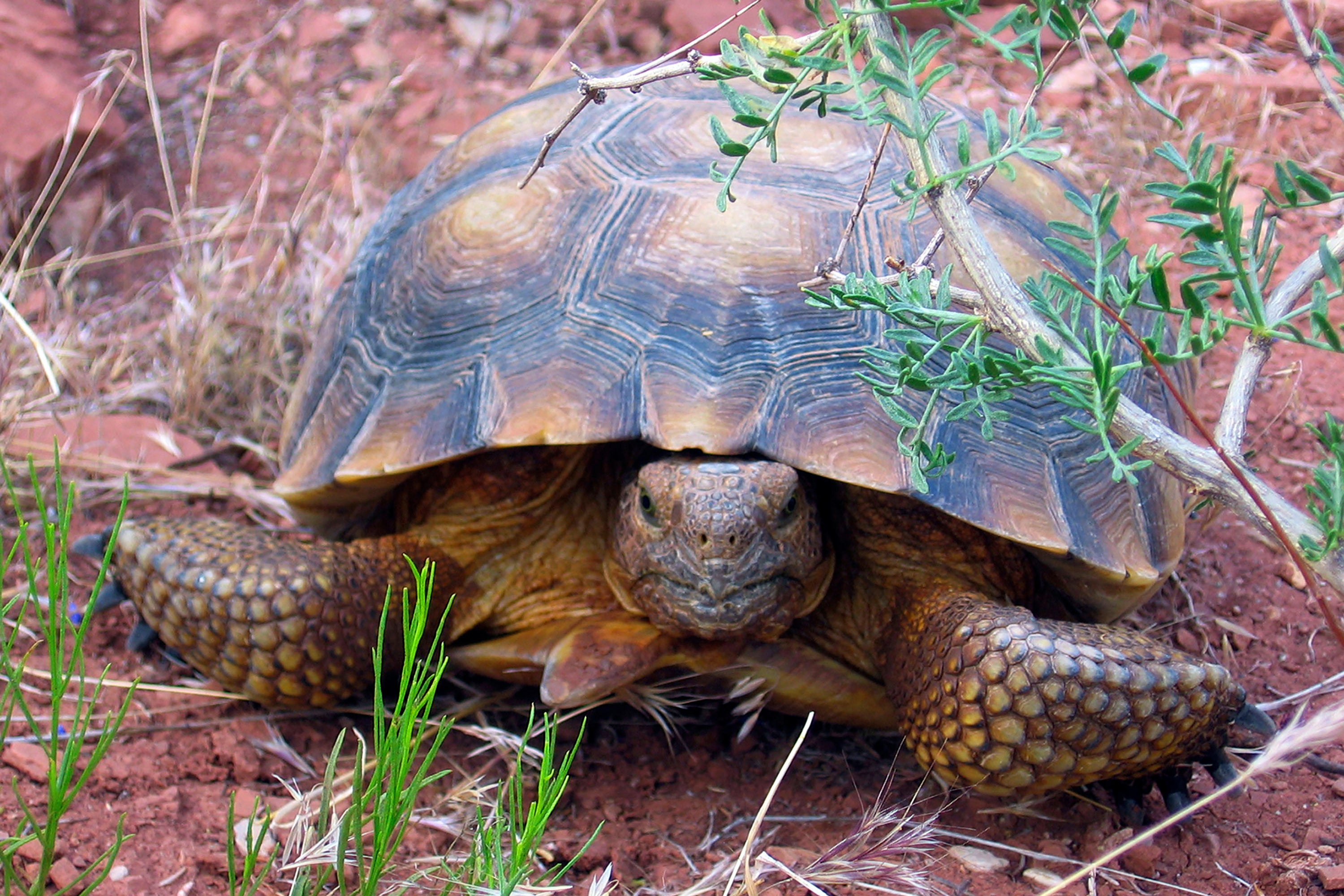 Threatened-Tortoise-Utah-Highway