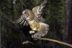 Biden aims to restore species protections weakened by Trump