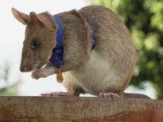 Award-winning rat retires from job sniffing out landmines