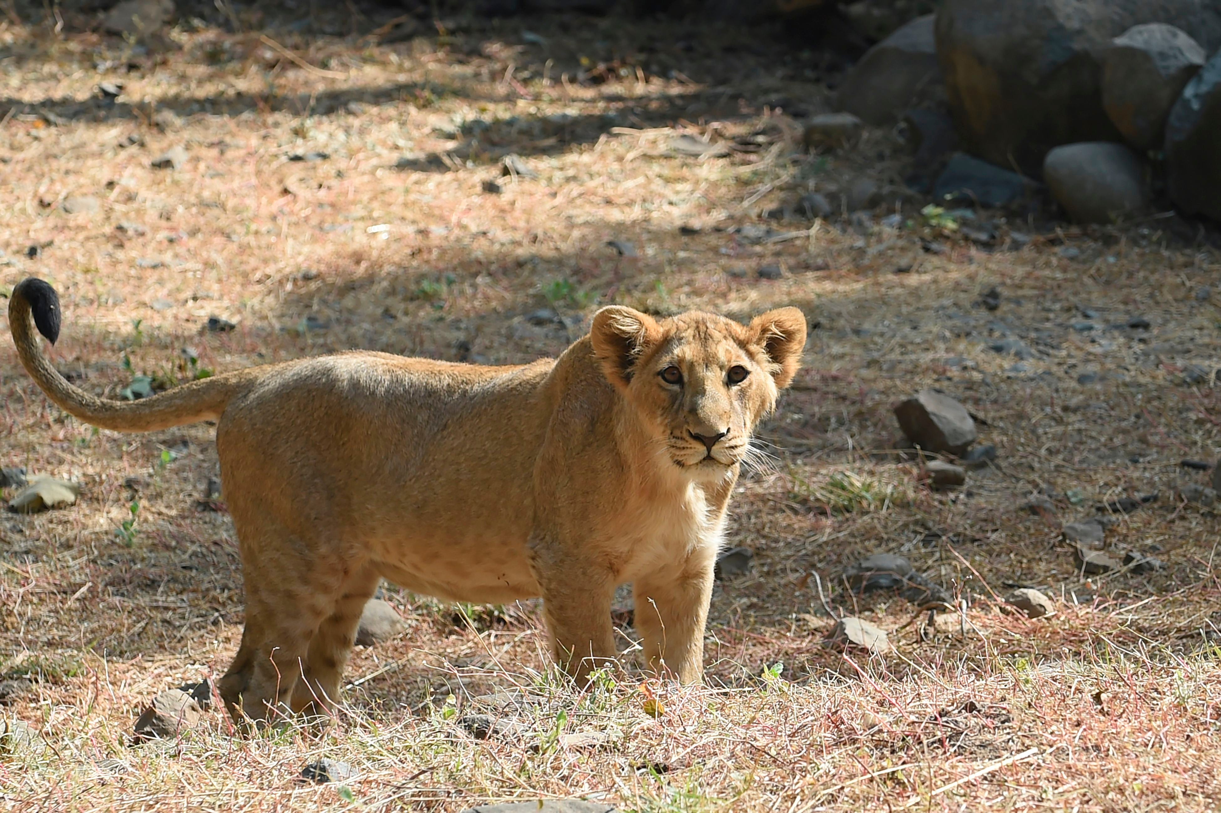 File: Picture taken on 7 January, 2021 shows a lion inside an enclosure at the Sakkarbaug Zoological Garden, Ahmedabad