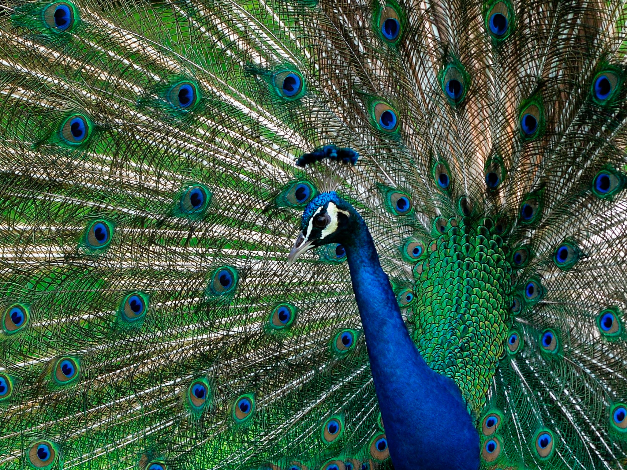 An Indian Peafowl is pictured at the garden of the Museum Dolores Olmedo in Mexico City, on 4 July 2017