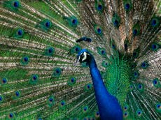 Los Angeles county mulling ban on peacocks: ‘It’s the most polarizing thing’