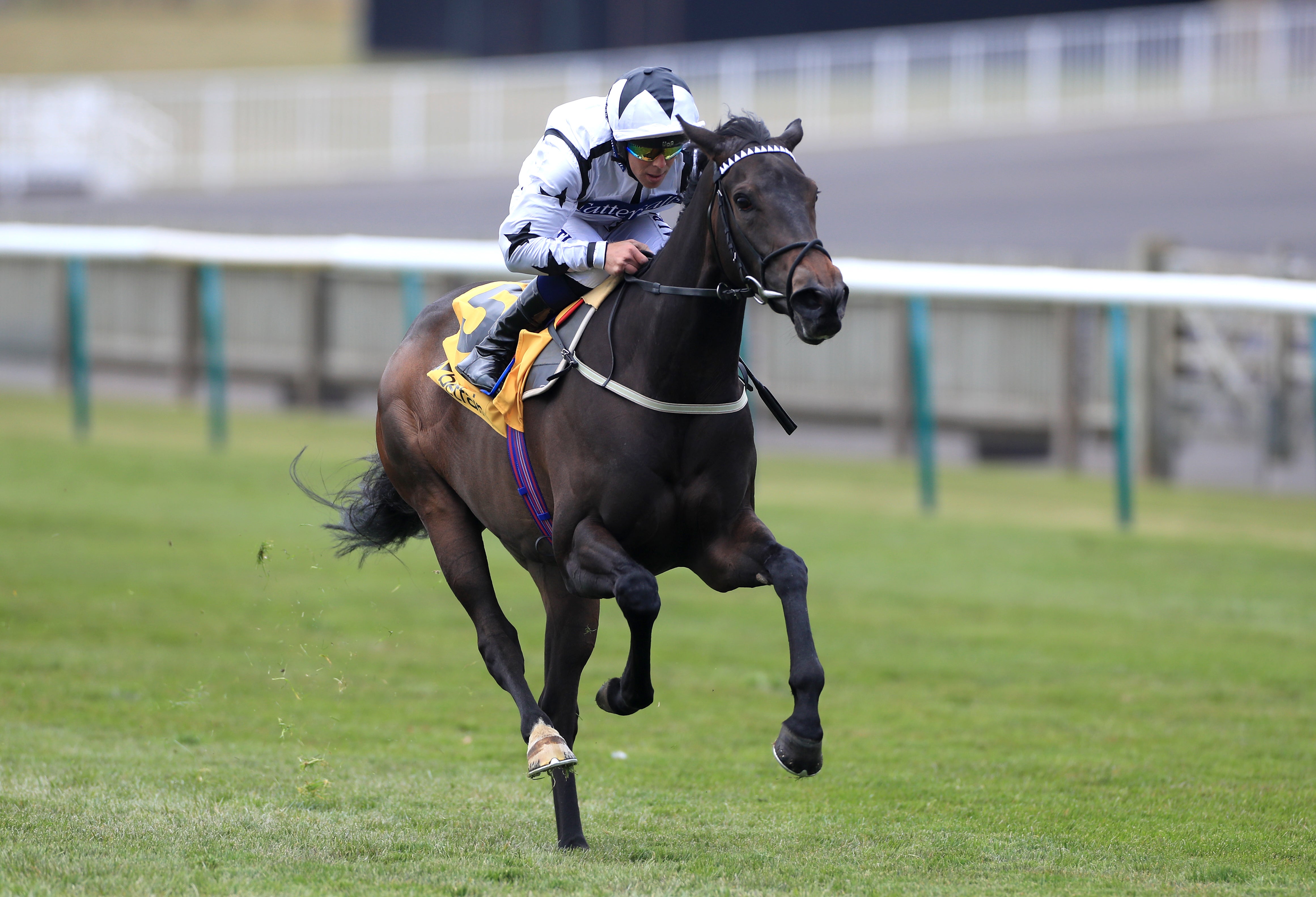 Oaks runner-up Mystery Angel is likely to reappear next month