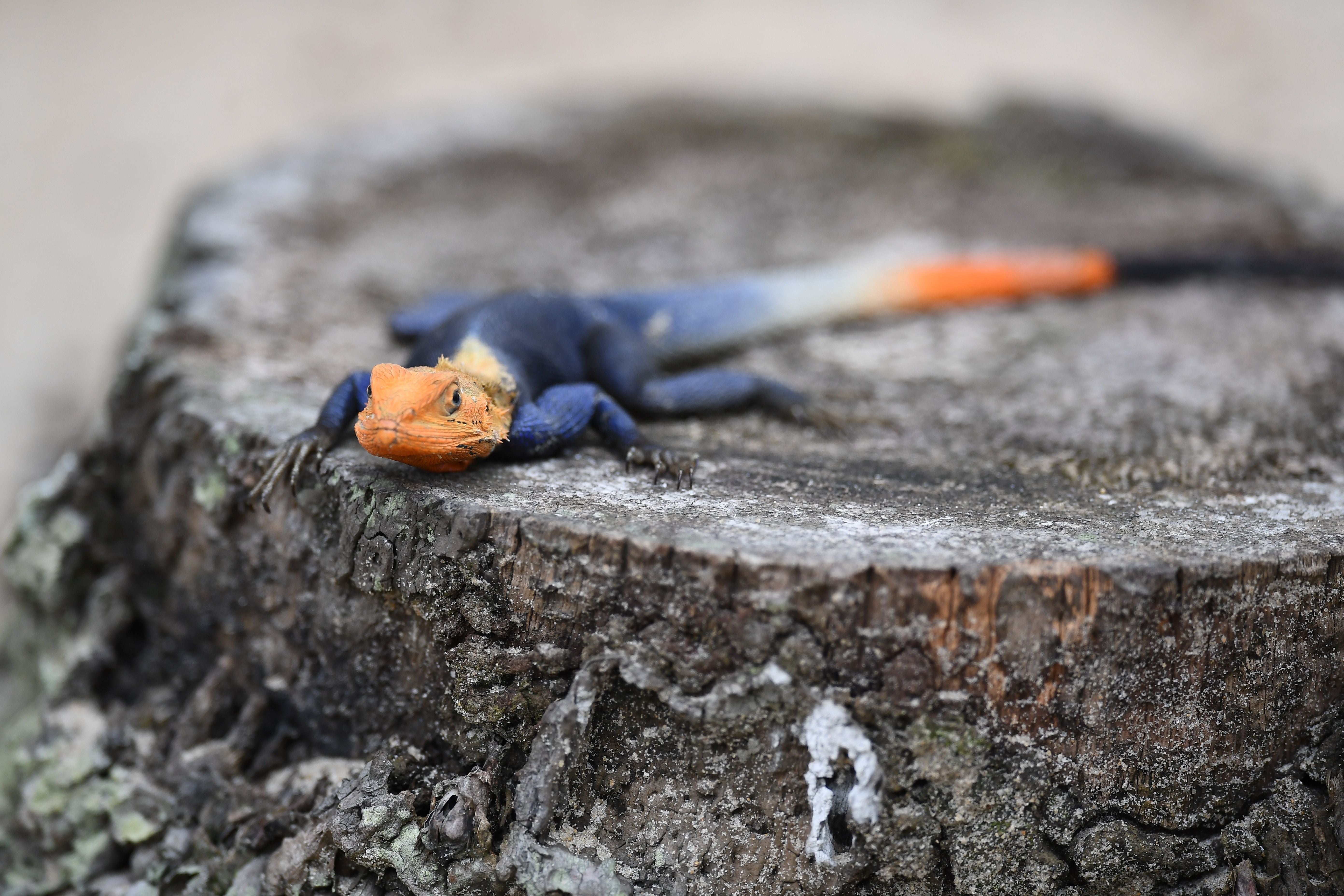 This reptile is concerning scientists