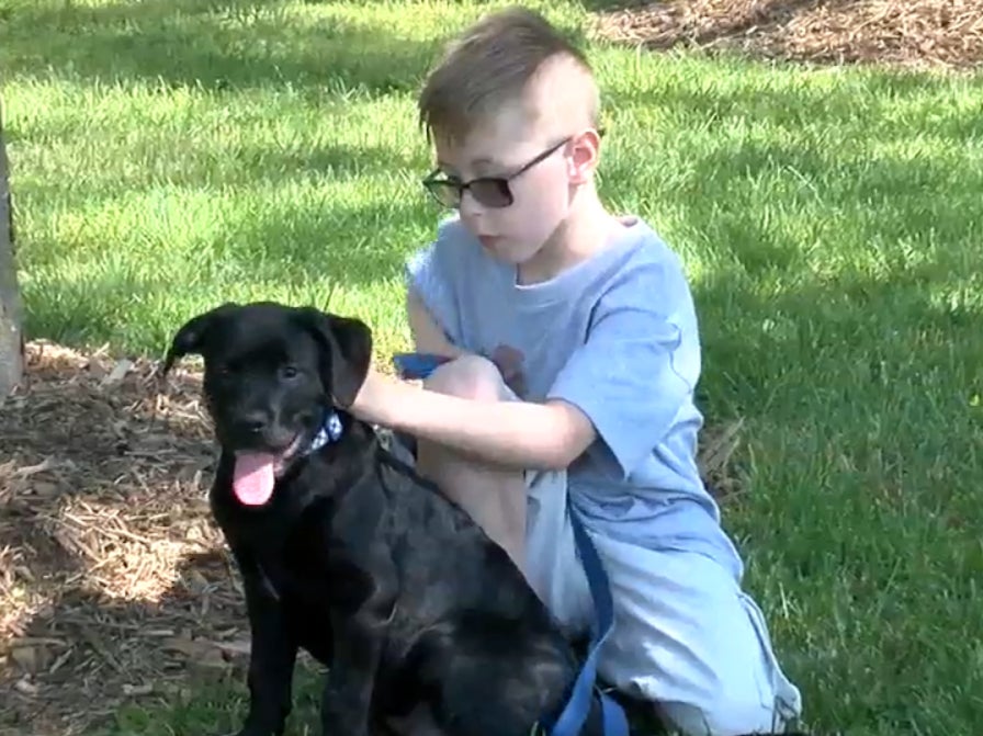 Bryson Kliemann hatched a plan to sell his cherished collection in May after he found out that his mixed labrador puppy, Bruce, had caught a contagious virus named parvo