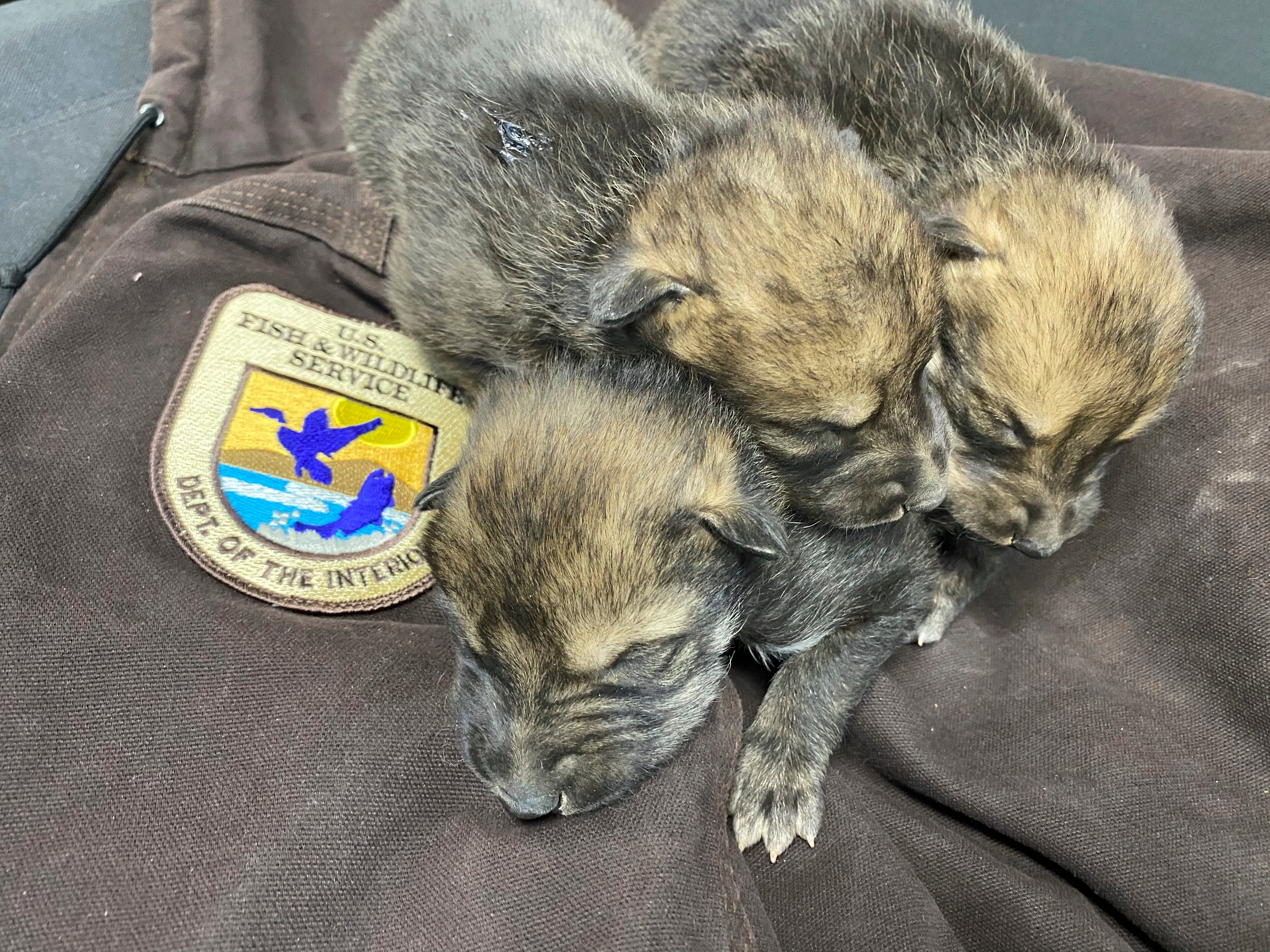 Endangered Wolves Pups