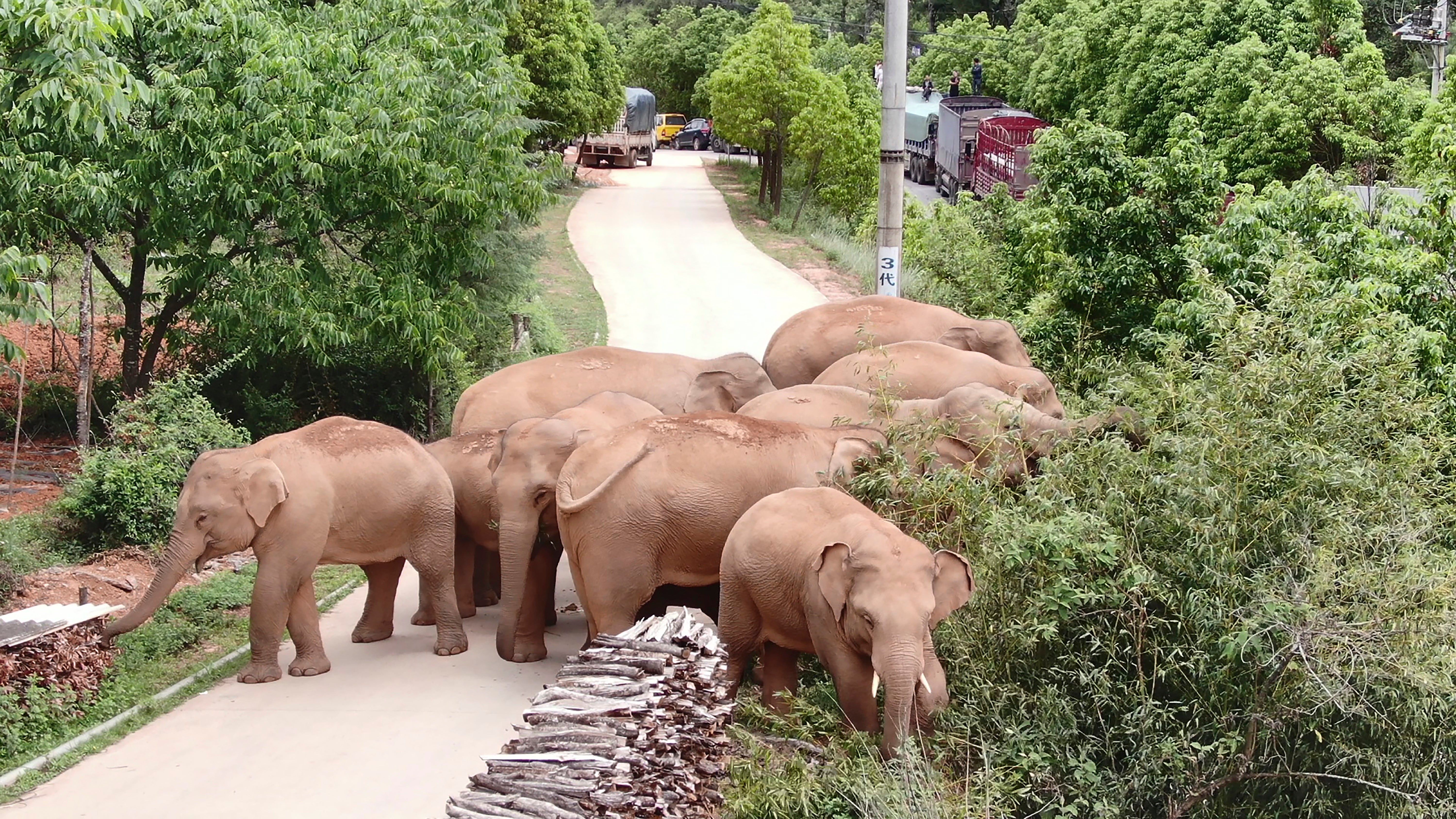 China Wandering Elephants